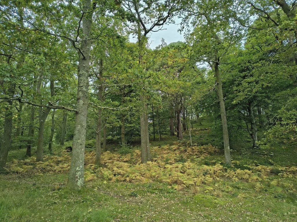 IMG_20250926_142422338_HDR (Medium).jpg