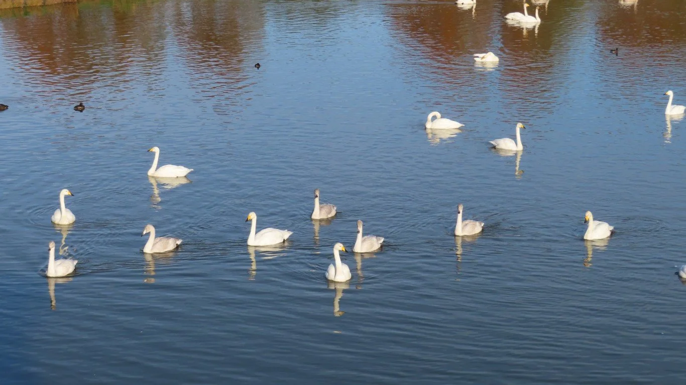 Whooper Swans.