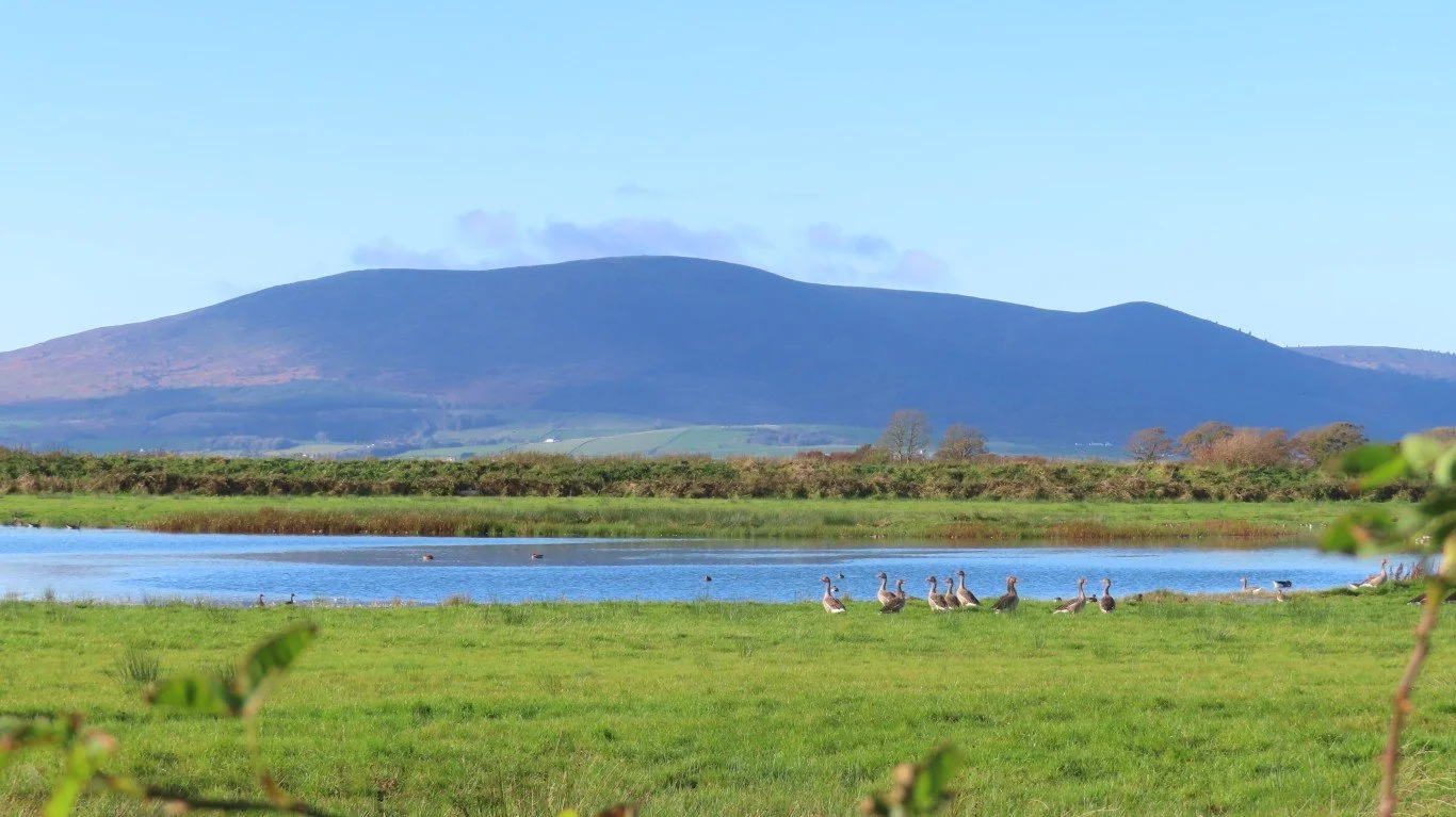 Criffel and some Greylag Geese.