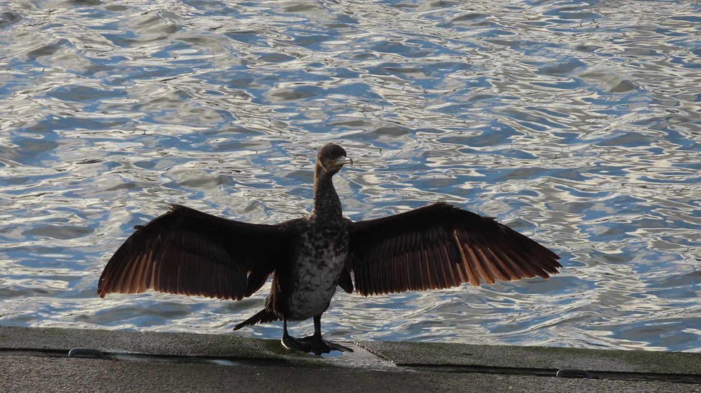 IMG_20251225_103733011_HDR (Medium)a.JPG