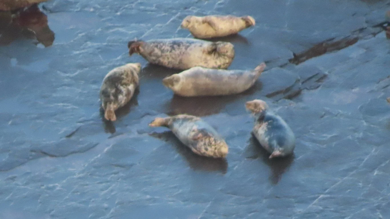 IMG_20251226_124218928_HDR (Medium)a (1).JPG