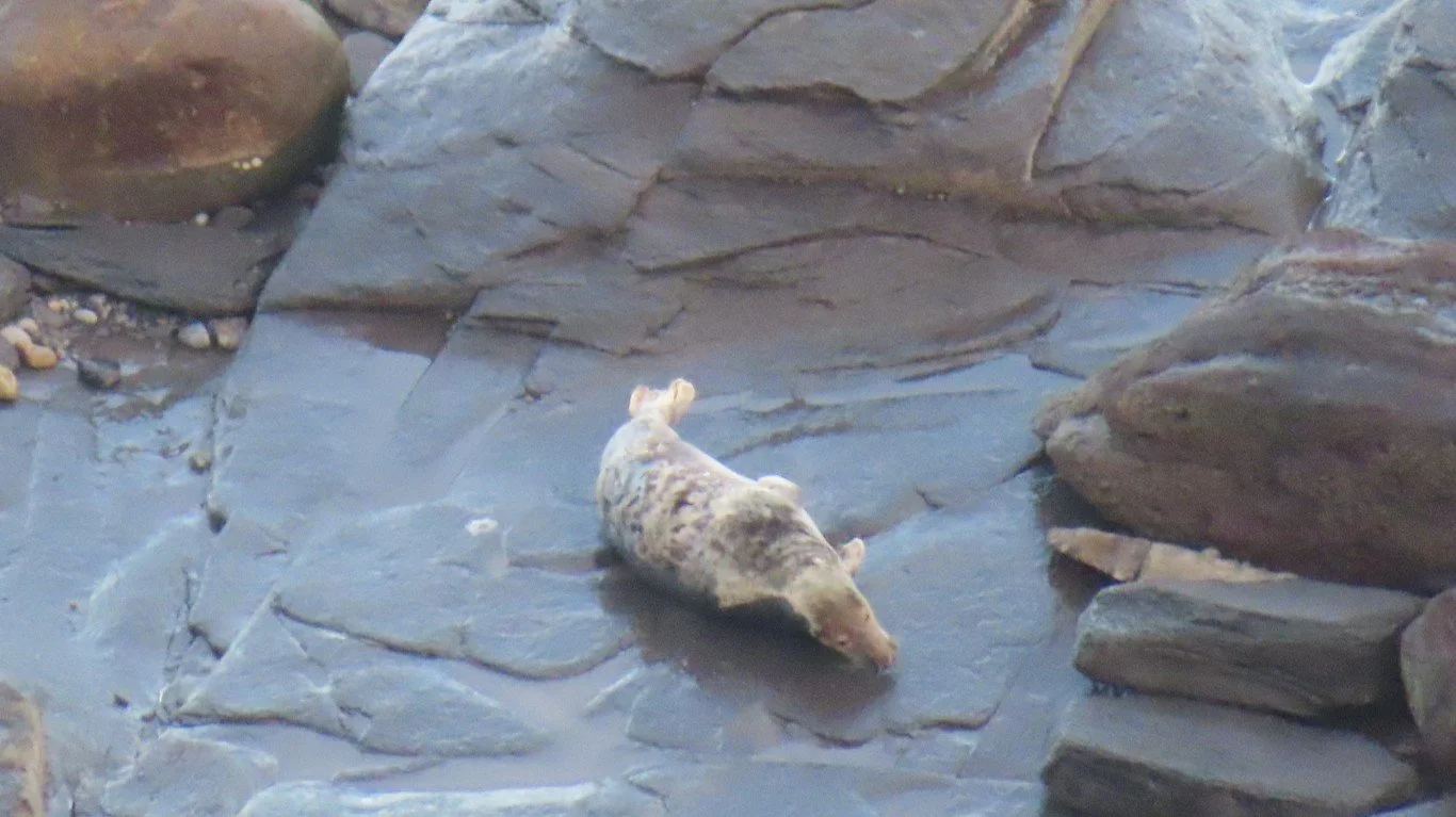 IMG_20251226_124218928_HDR (Medium)a (2).JPG