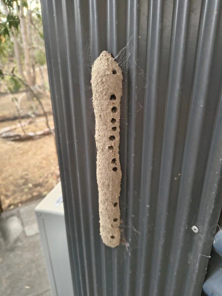 A mud wasp nest by the front door.
