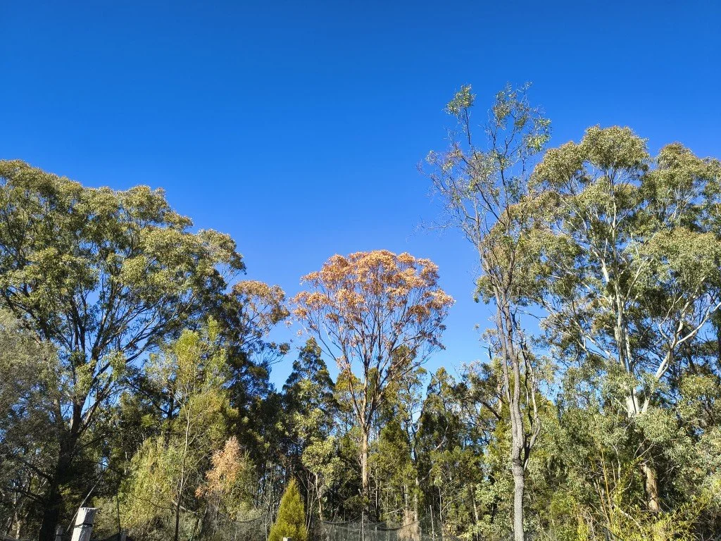 Not enough rain to save this tree!