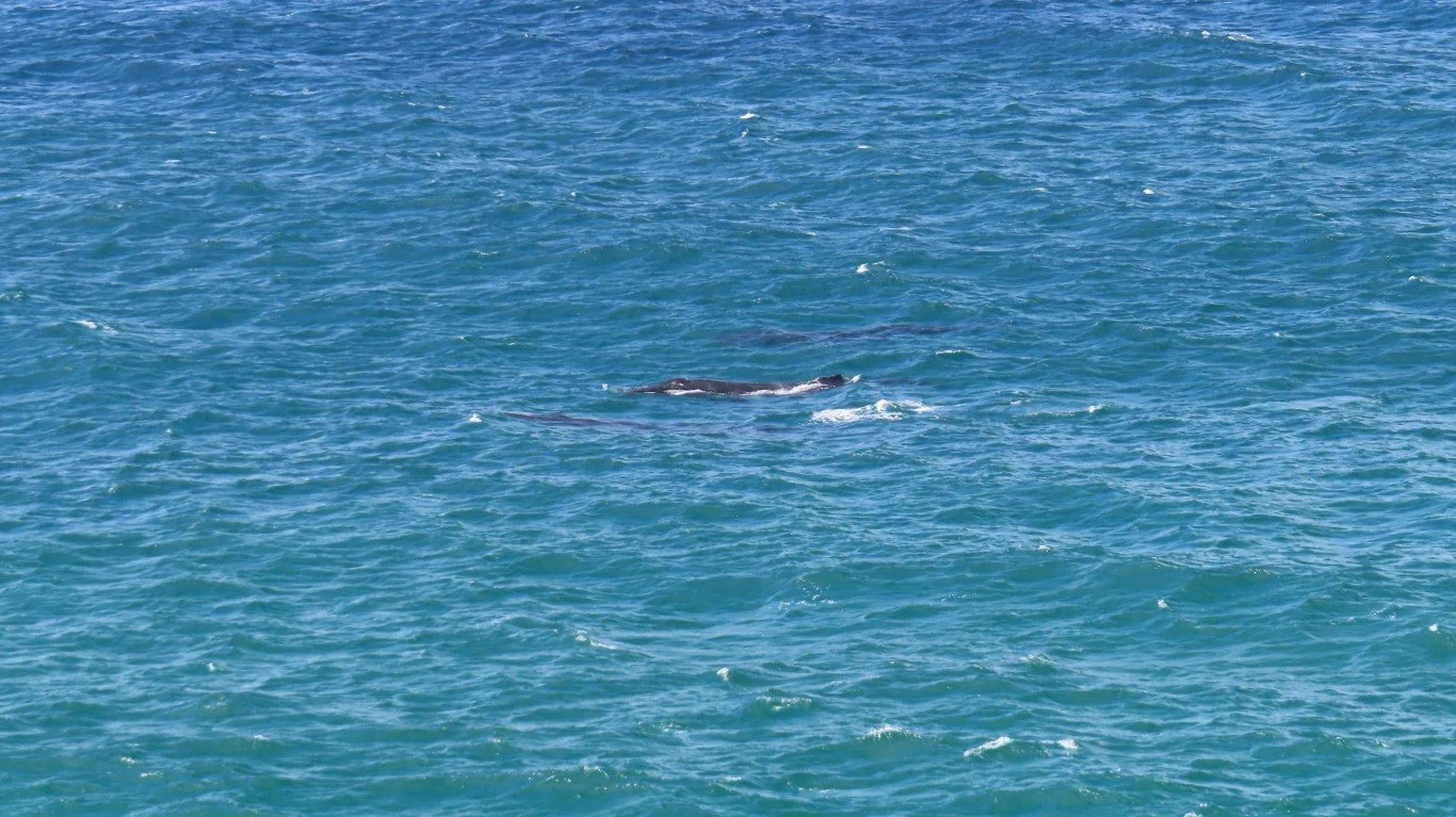 Whales.