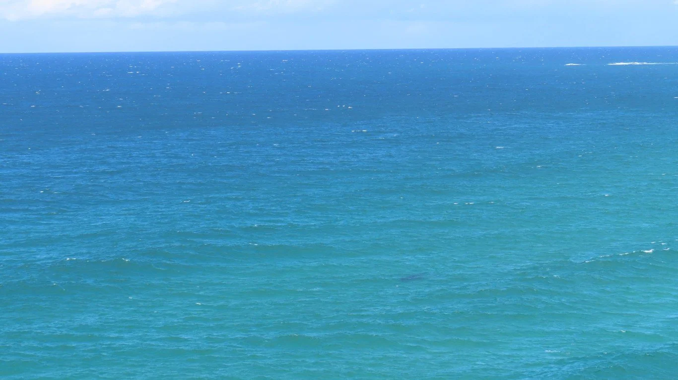 Here comes a whale...