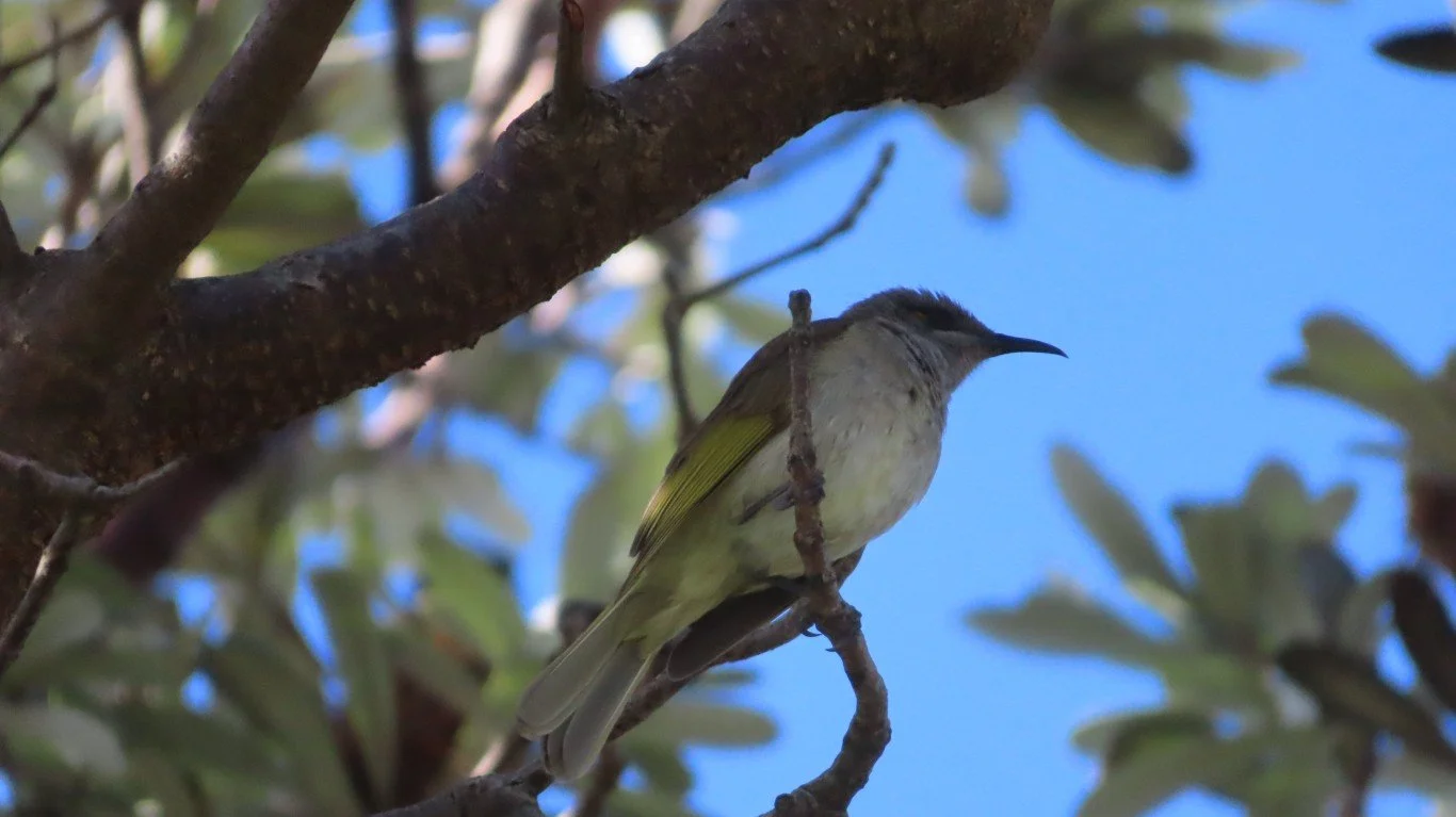 Honeyeater.