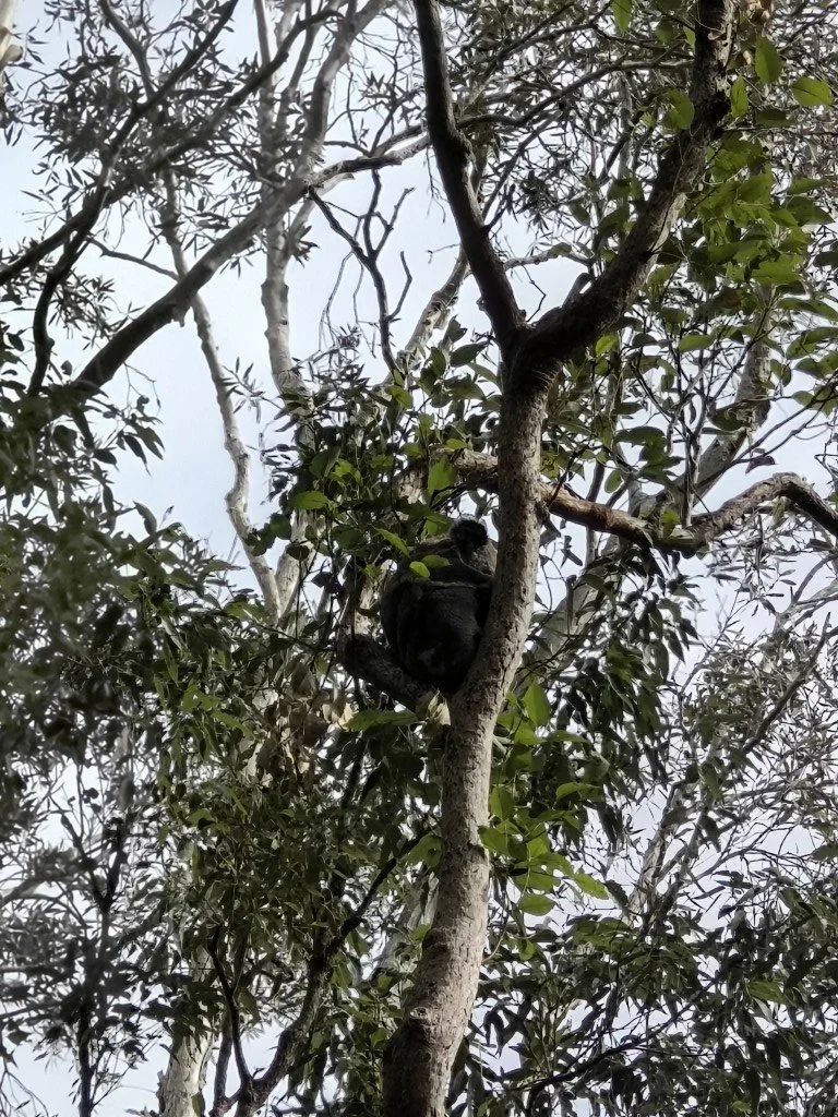 Koala at Pottsville Environmental Park.