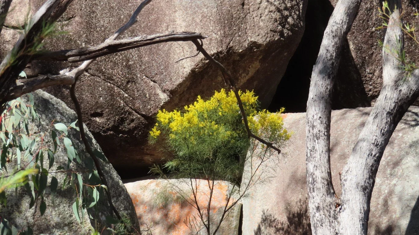 Wattles out.