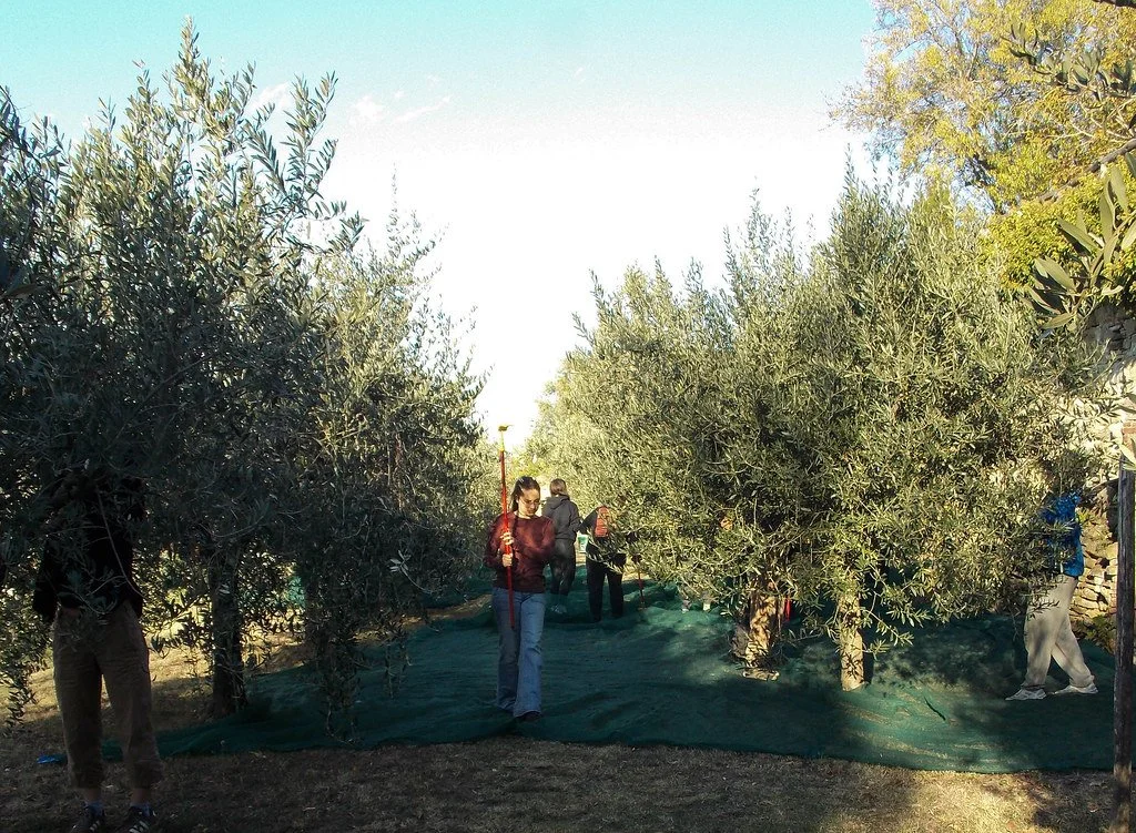Cortona Olive Harvest 2, 2025