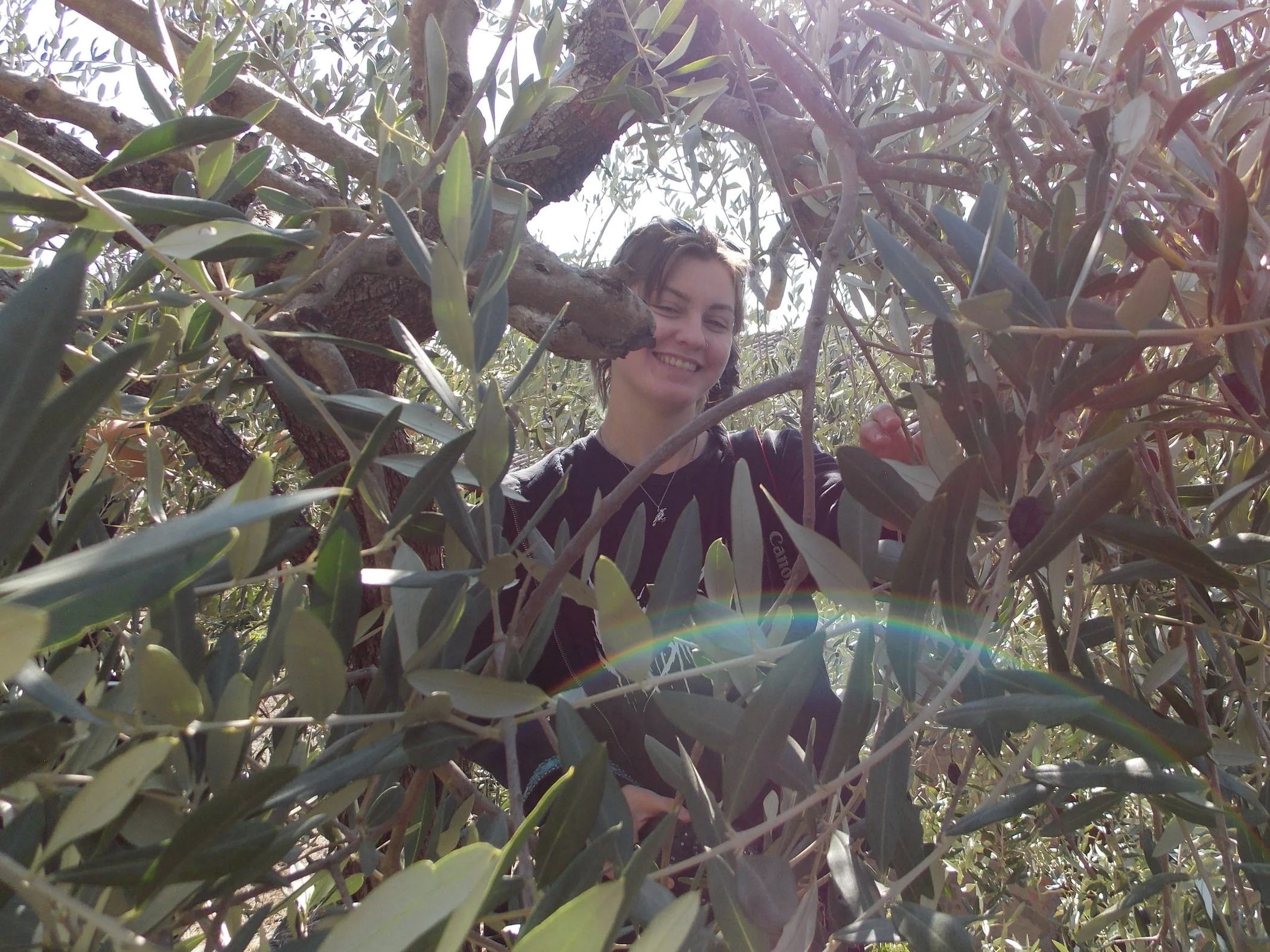 Cortona Olive Harvest 10, 2025