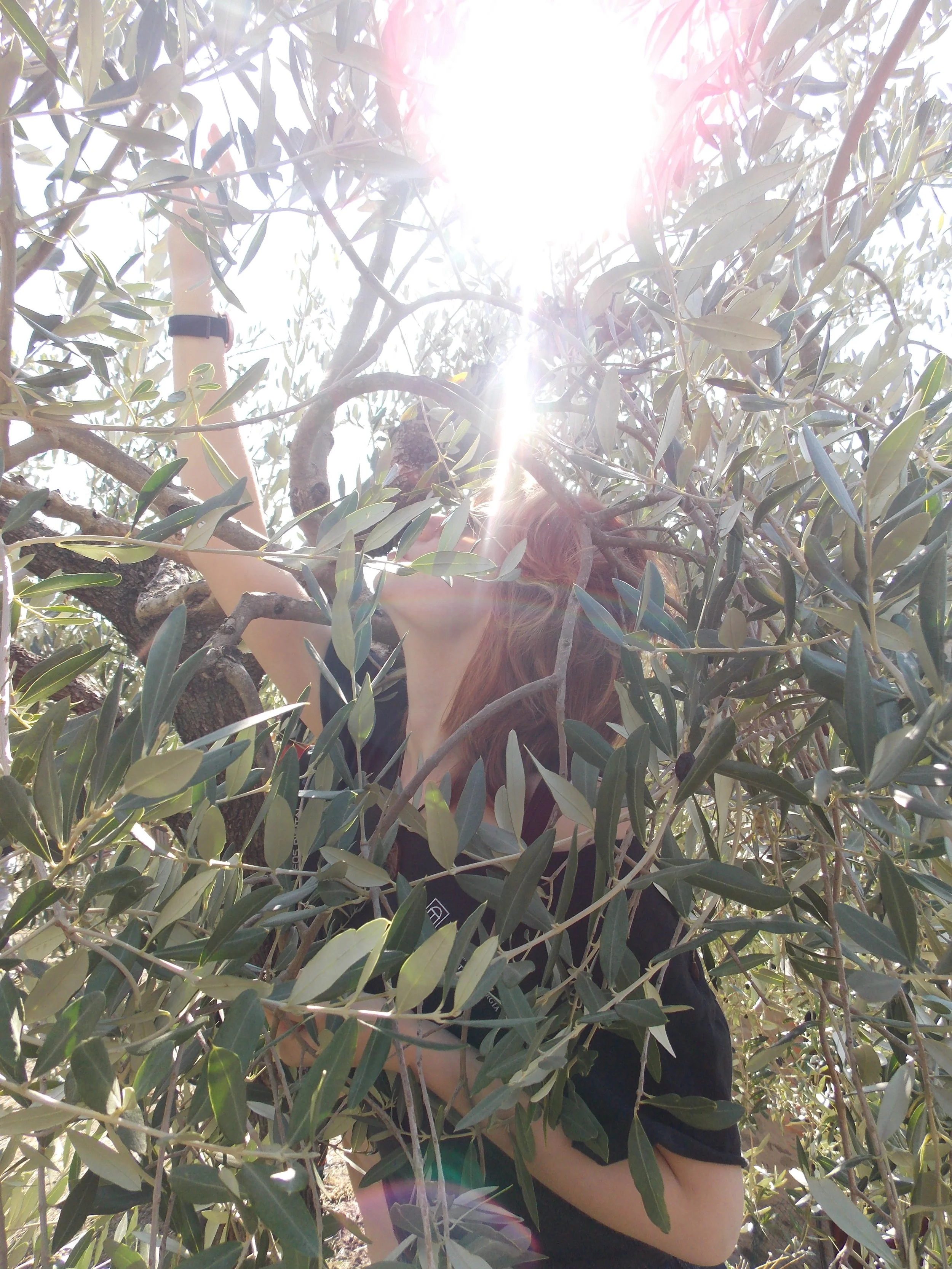 Cortona Olive Harvest 8, 2025