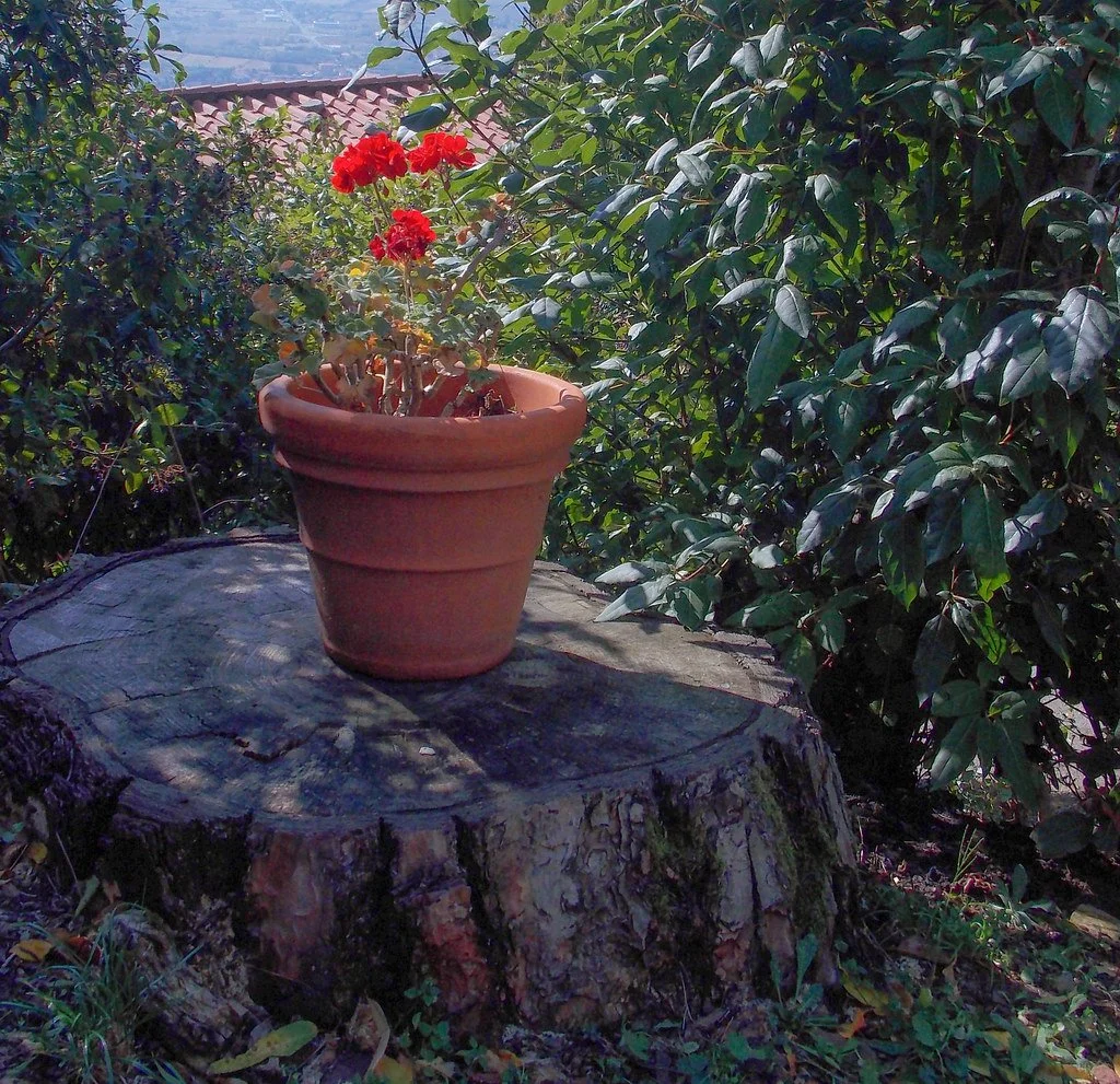 Poppies, 2025