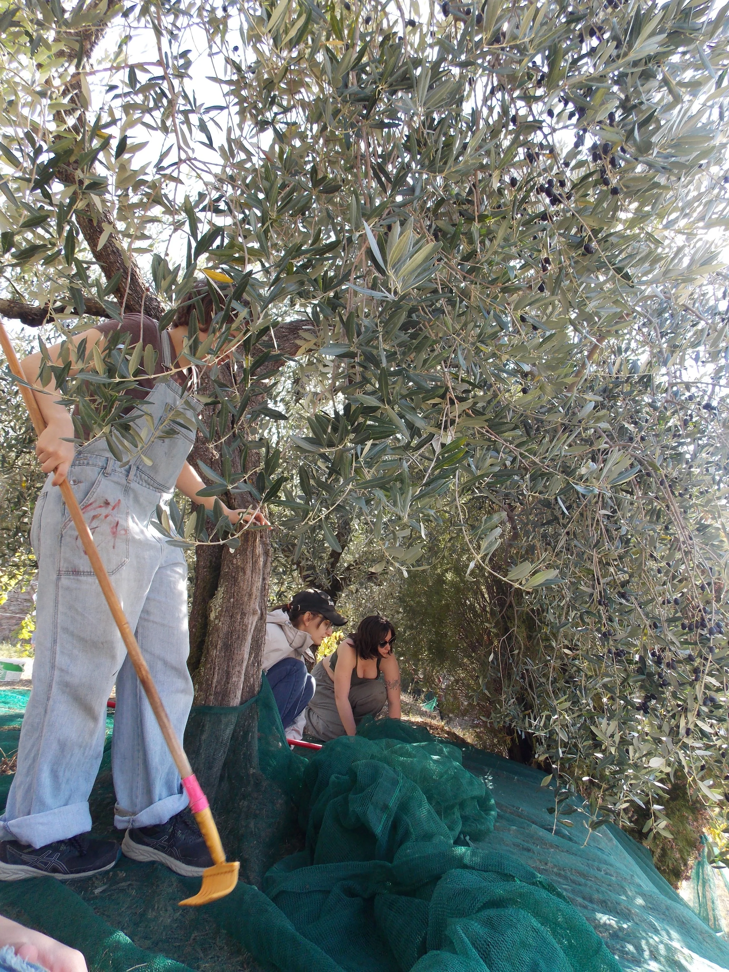 Cortona Olive Harvest 7, 2025