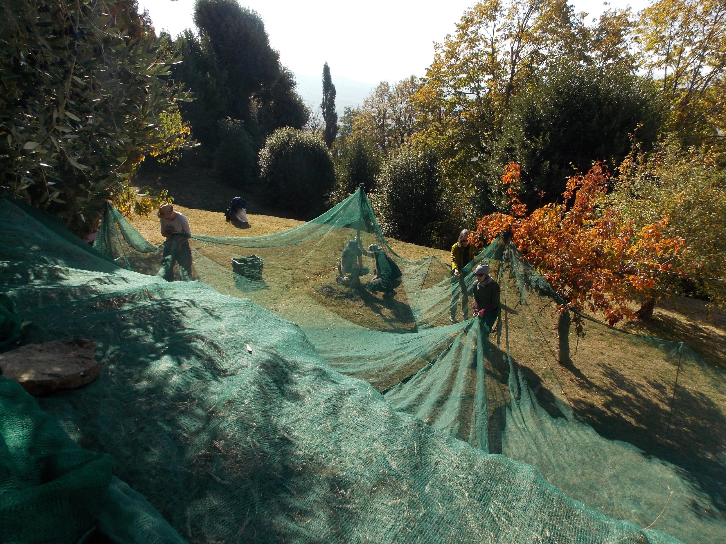 Cortona Olive Harvest 3, 2025