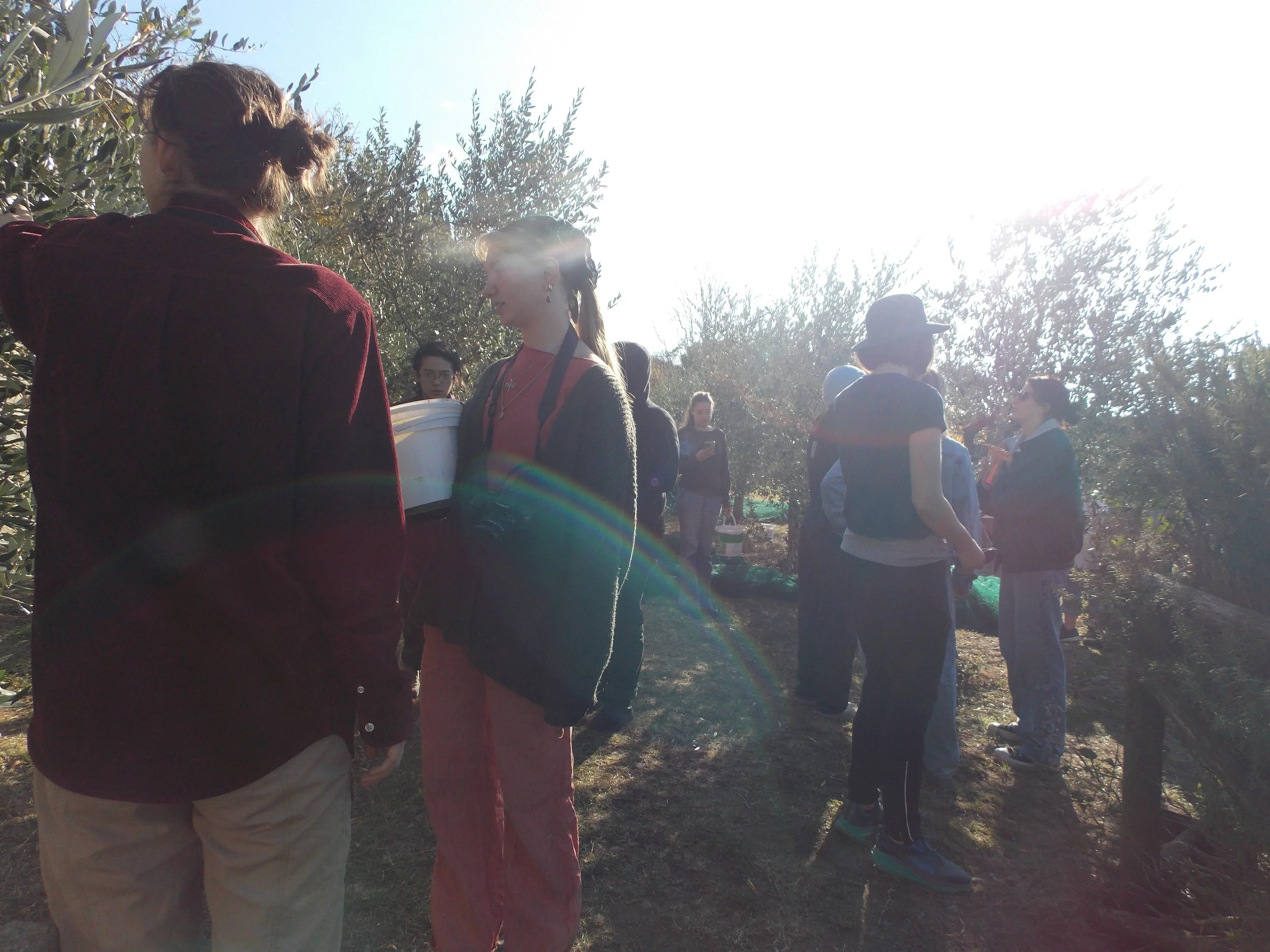 Cortona Olive Harvest 6, 2025