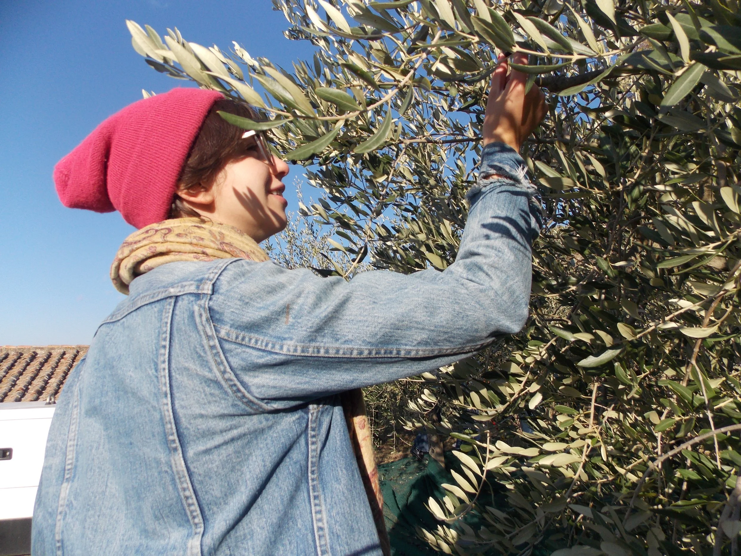 Cortona Olive Harvest 9, 2025