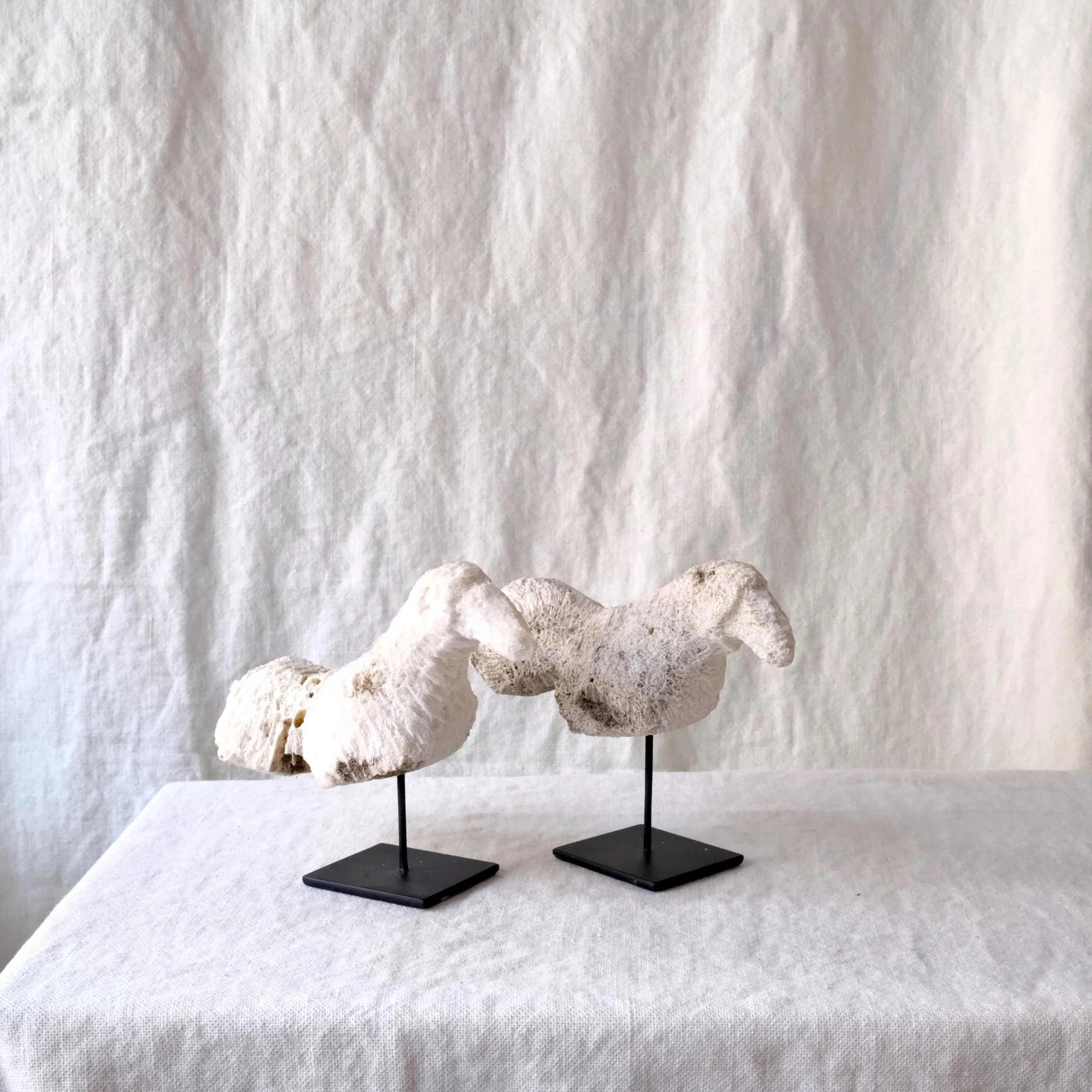 Fåglar i blekt korall.jpeg