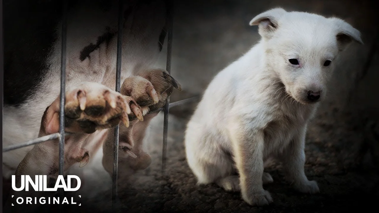 A small white puppy sitting on dirt next to a cage with piglets behind it.