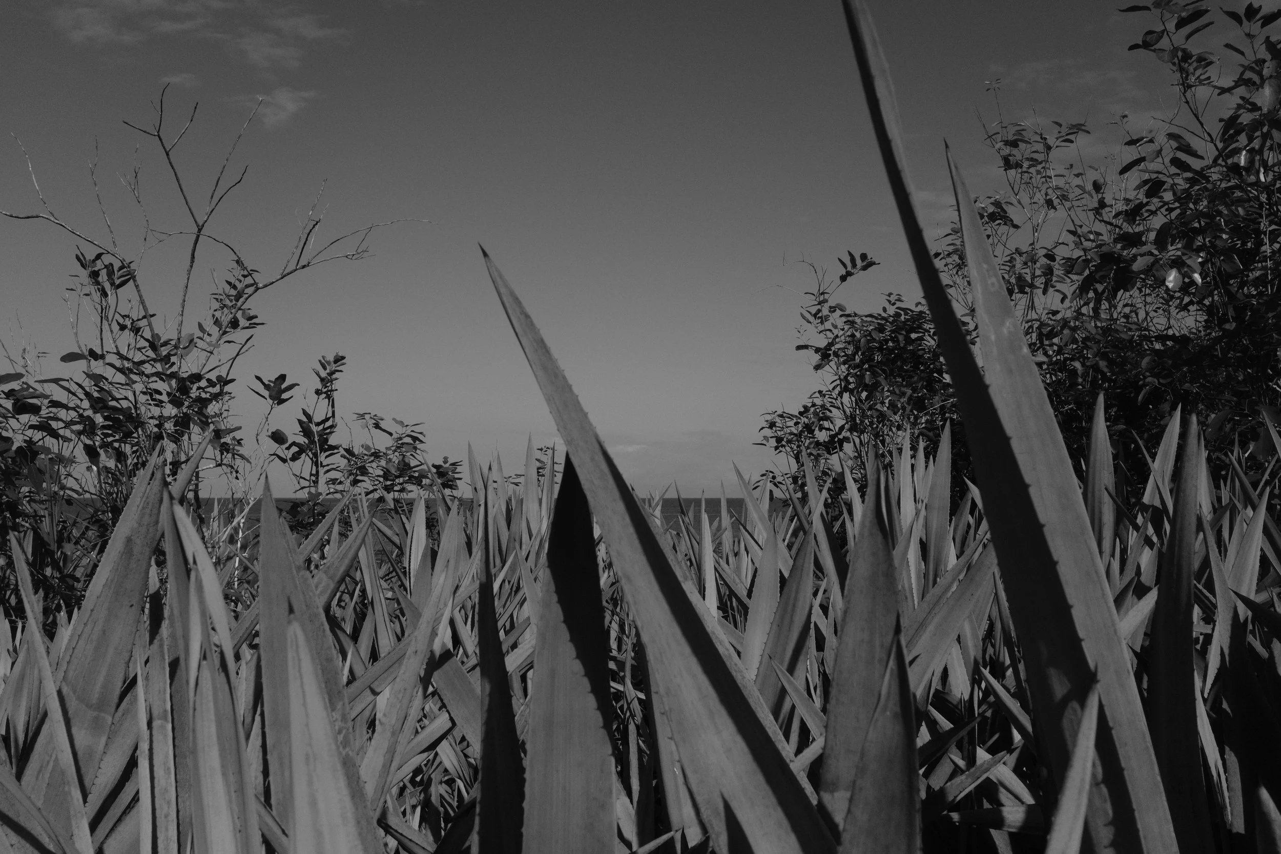 DSCF0830.jpg