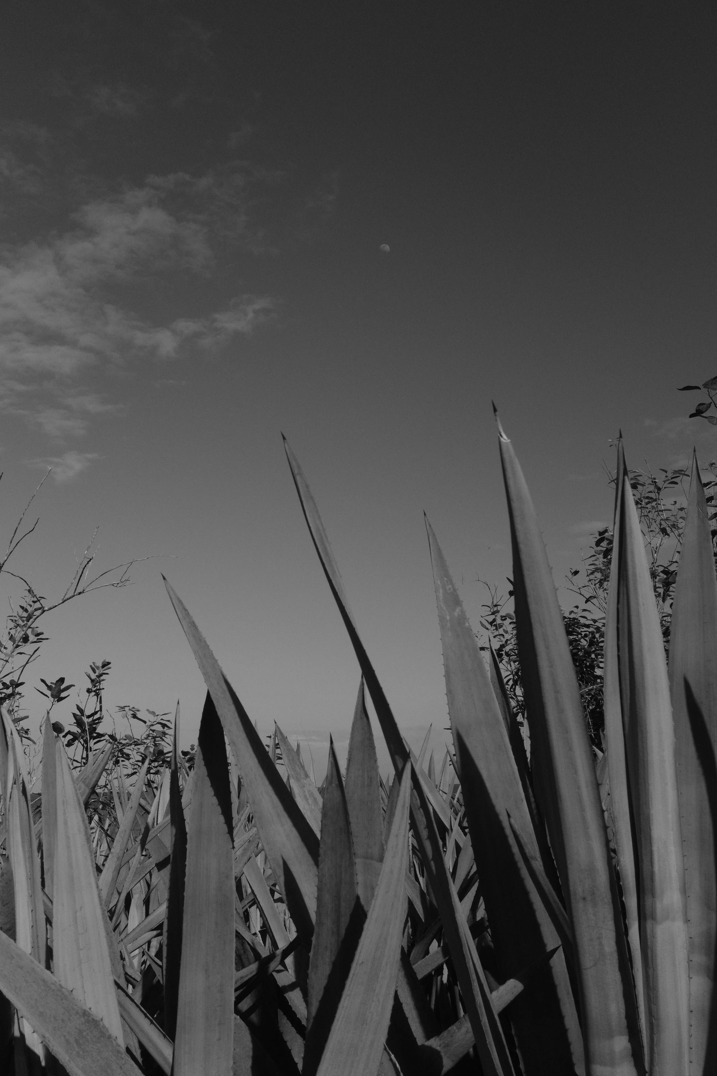 DSCF0827.jpg