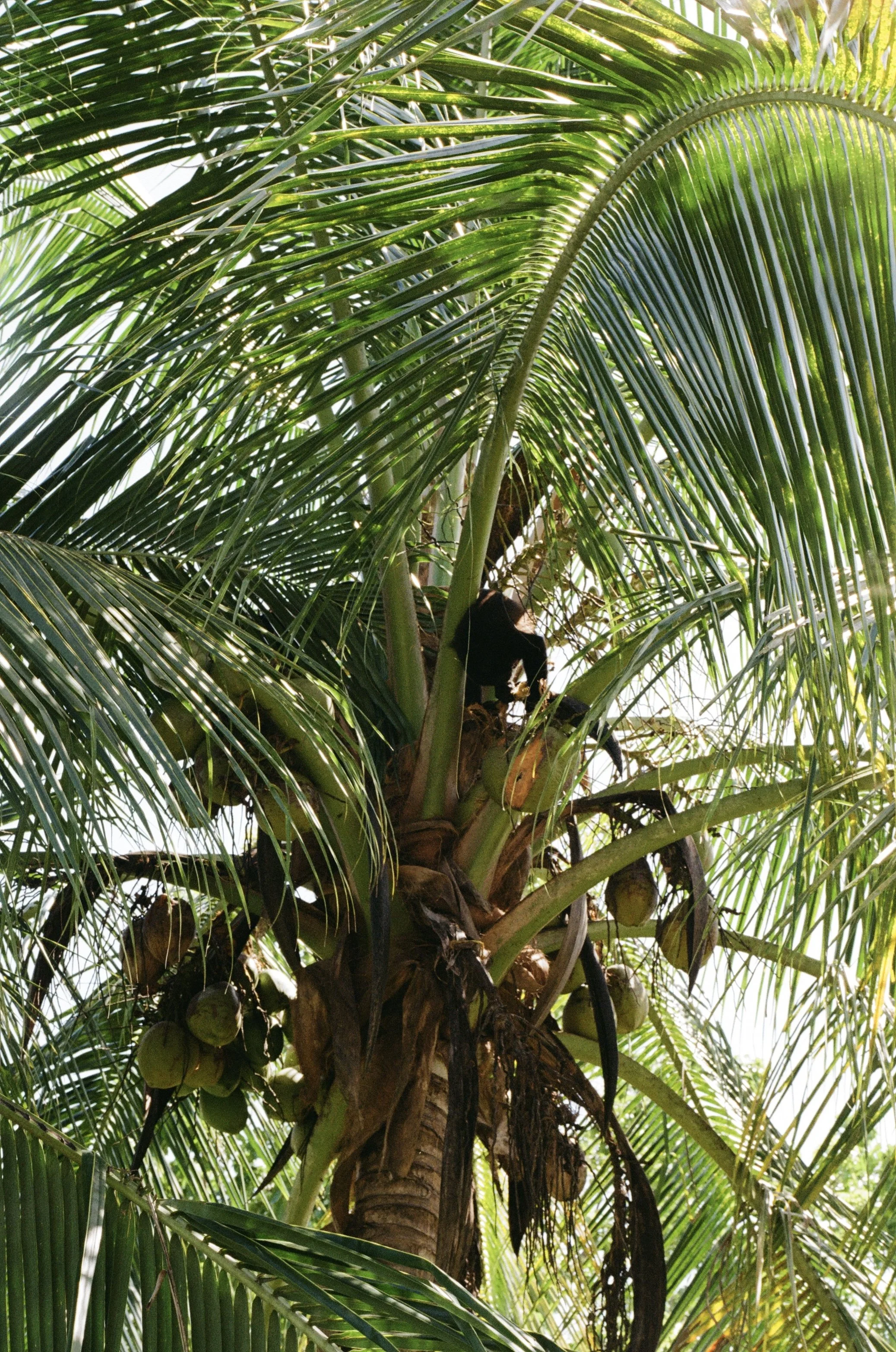 Congos, Home (2025)