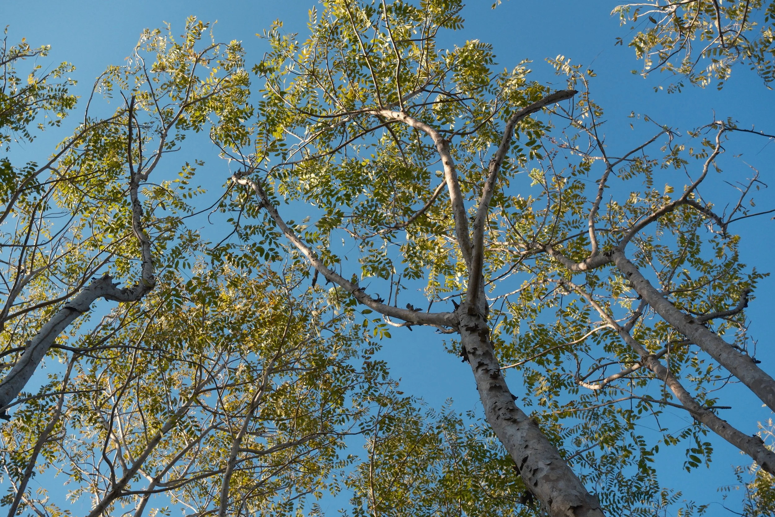 DSCF0931.jpg