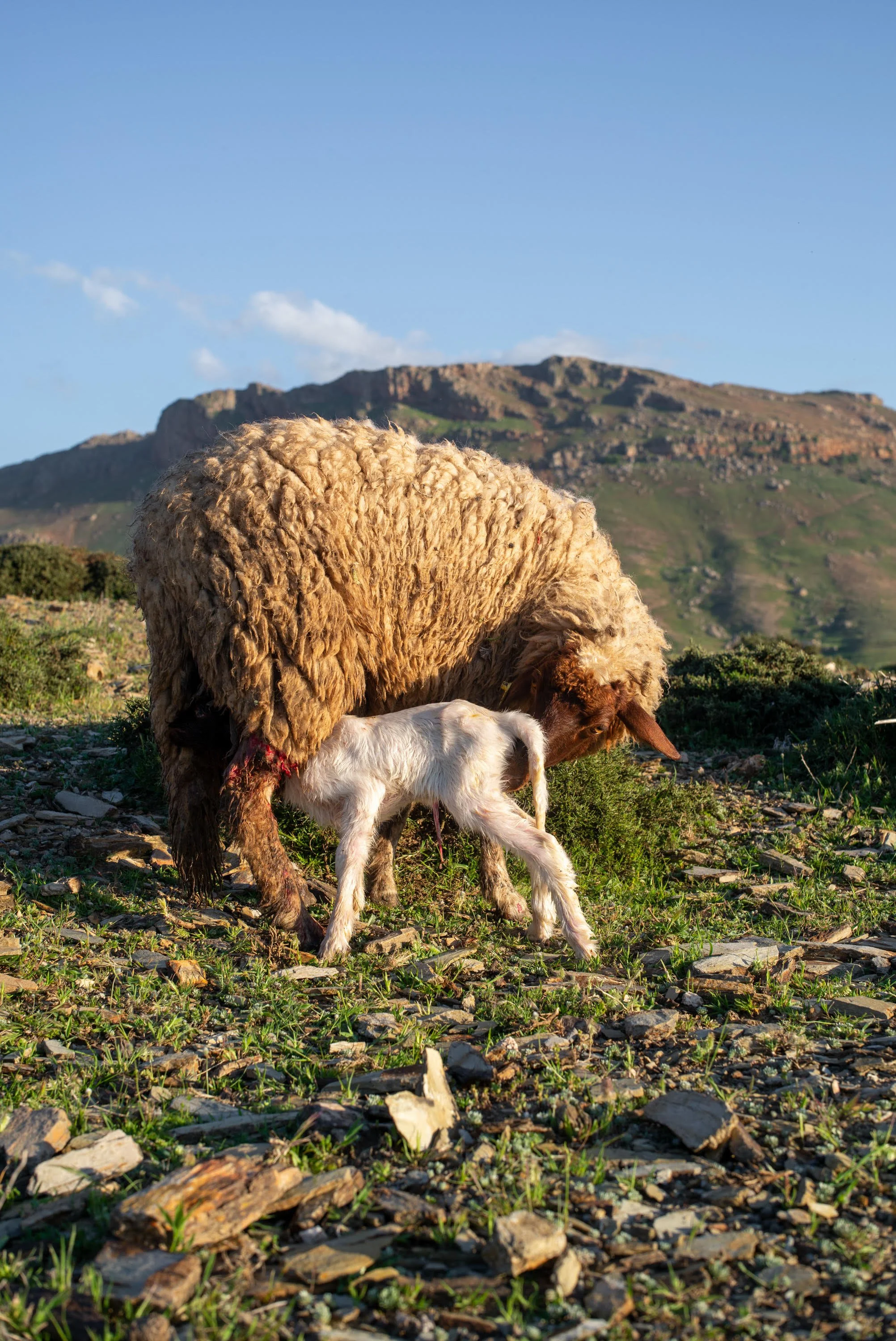 Middle-Atlas, Morocco ©Jörg Gruber.jpg