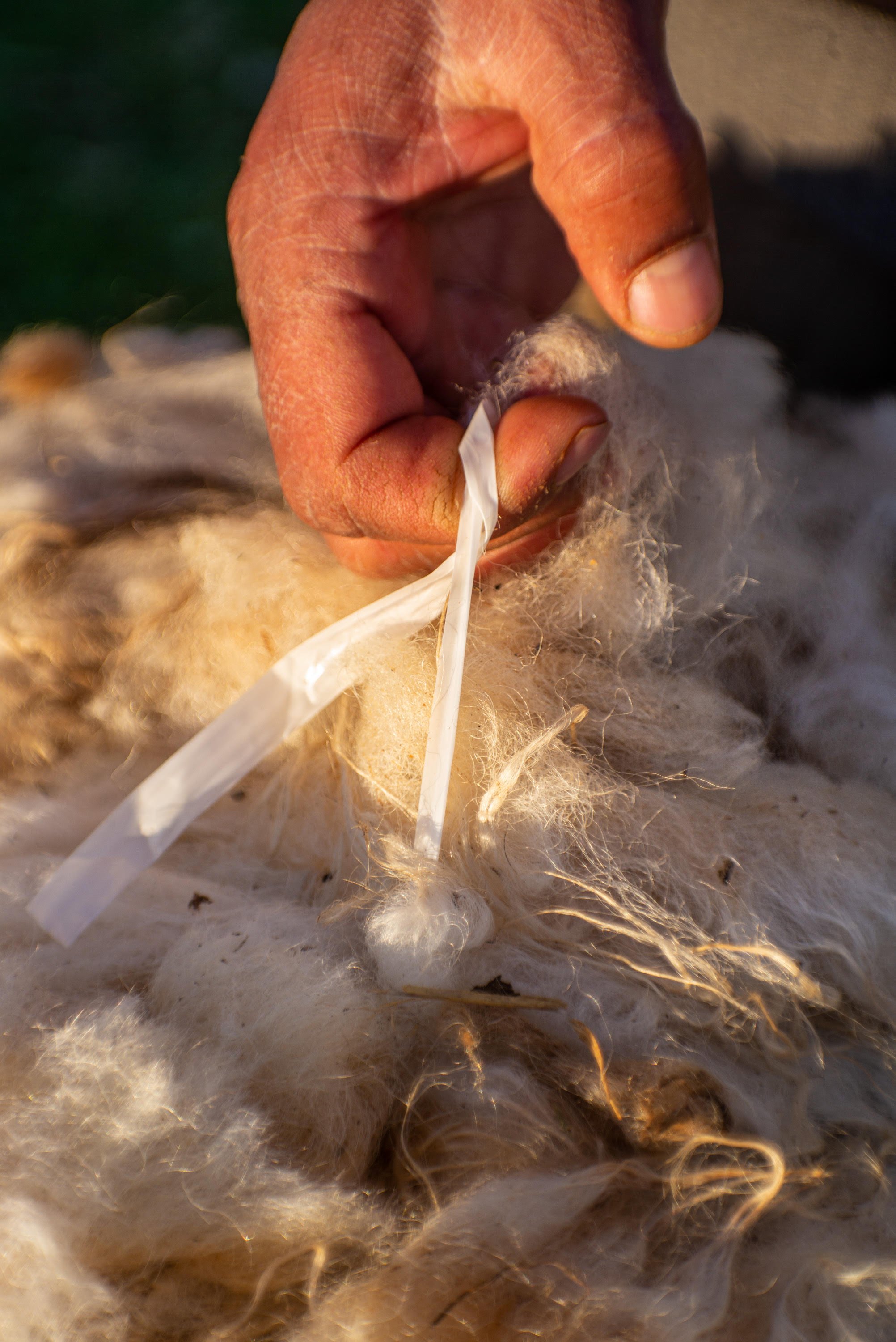 Raw wool ©Jörg Gruber.jpg