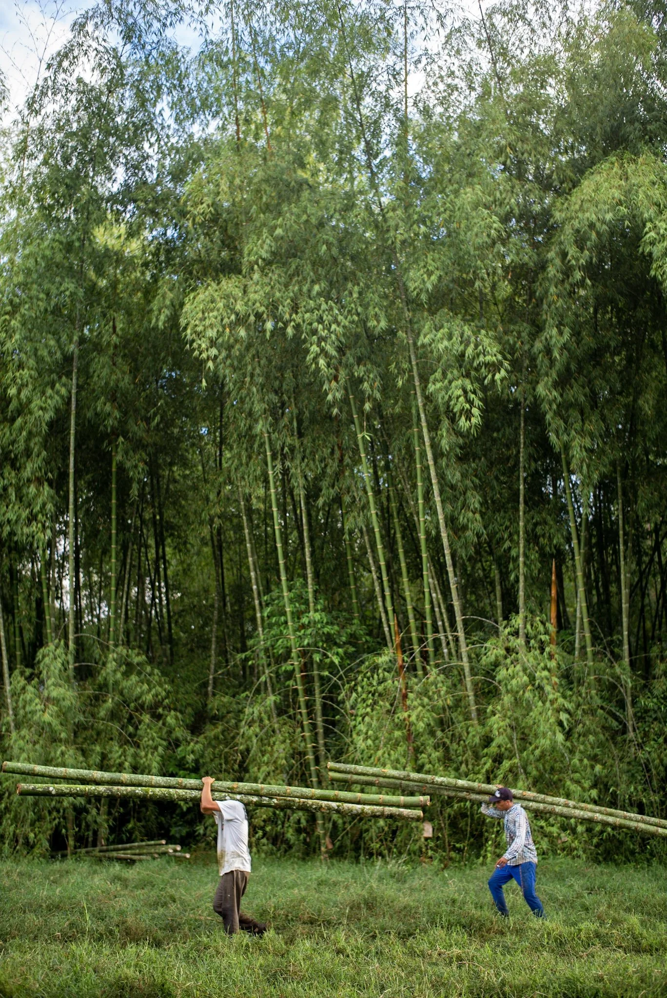 Giant bamboo forest in Manizales, Colombia ©Jörg Gruber.jpg