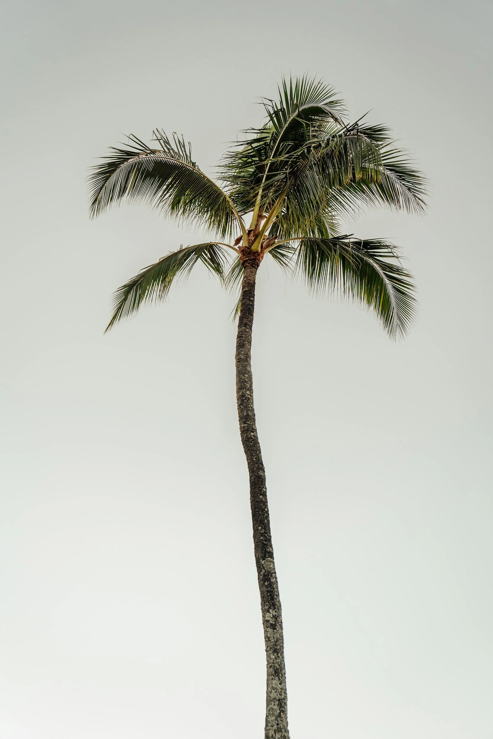 A tall palm tree with a curved trunk and green fronds against a pale, clear sky.