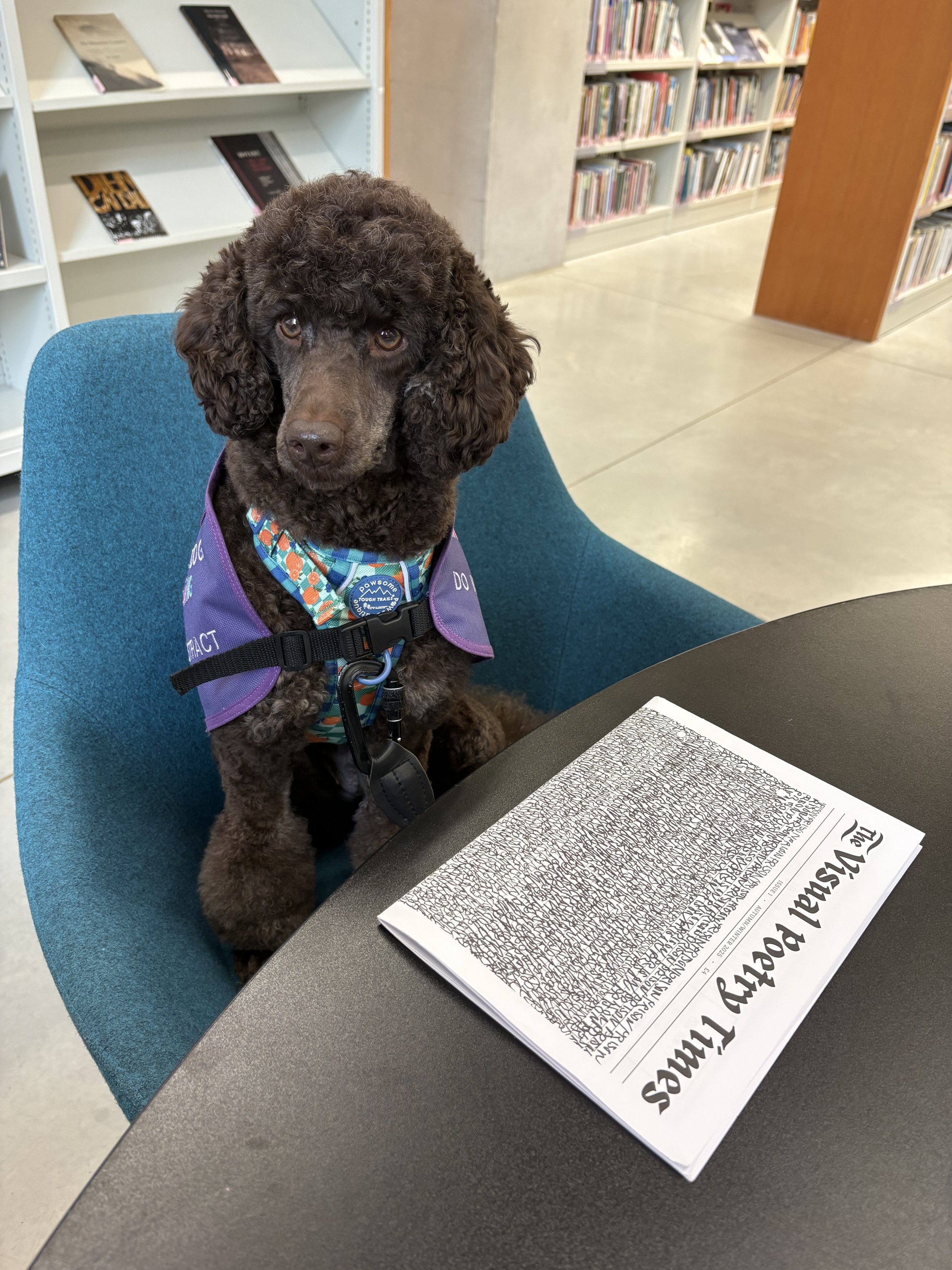 Image description: a photograph of Elk's assistance dog in training, a brown mini poodle, sat at a table. She's in a purple assistance dog jacket and in front of her is a newspaper titled "Visual Poetry Times".