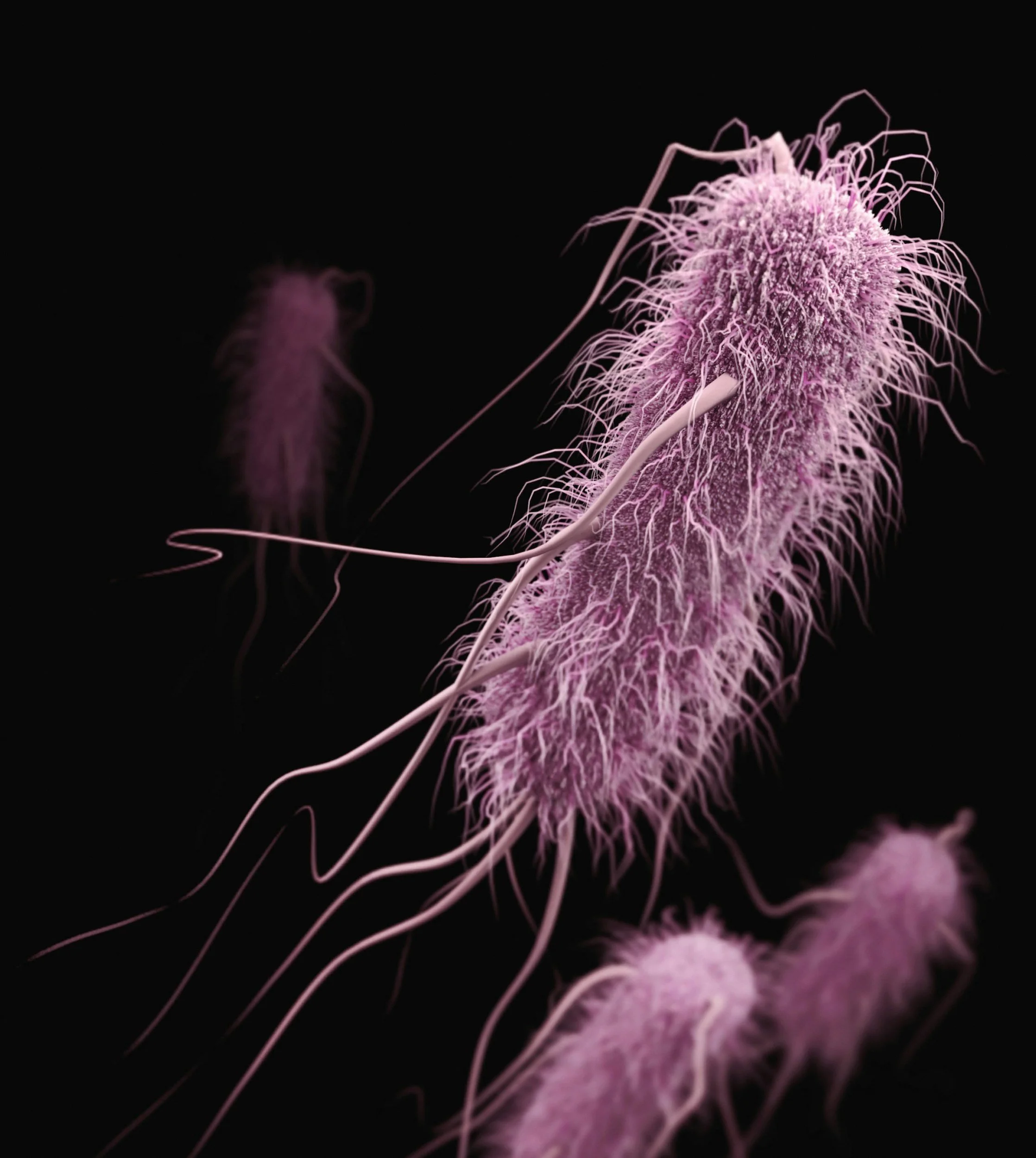 H. pylori treatment isn't always straightforward and how does S. boulardii fit in?