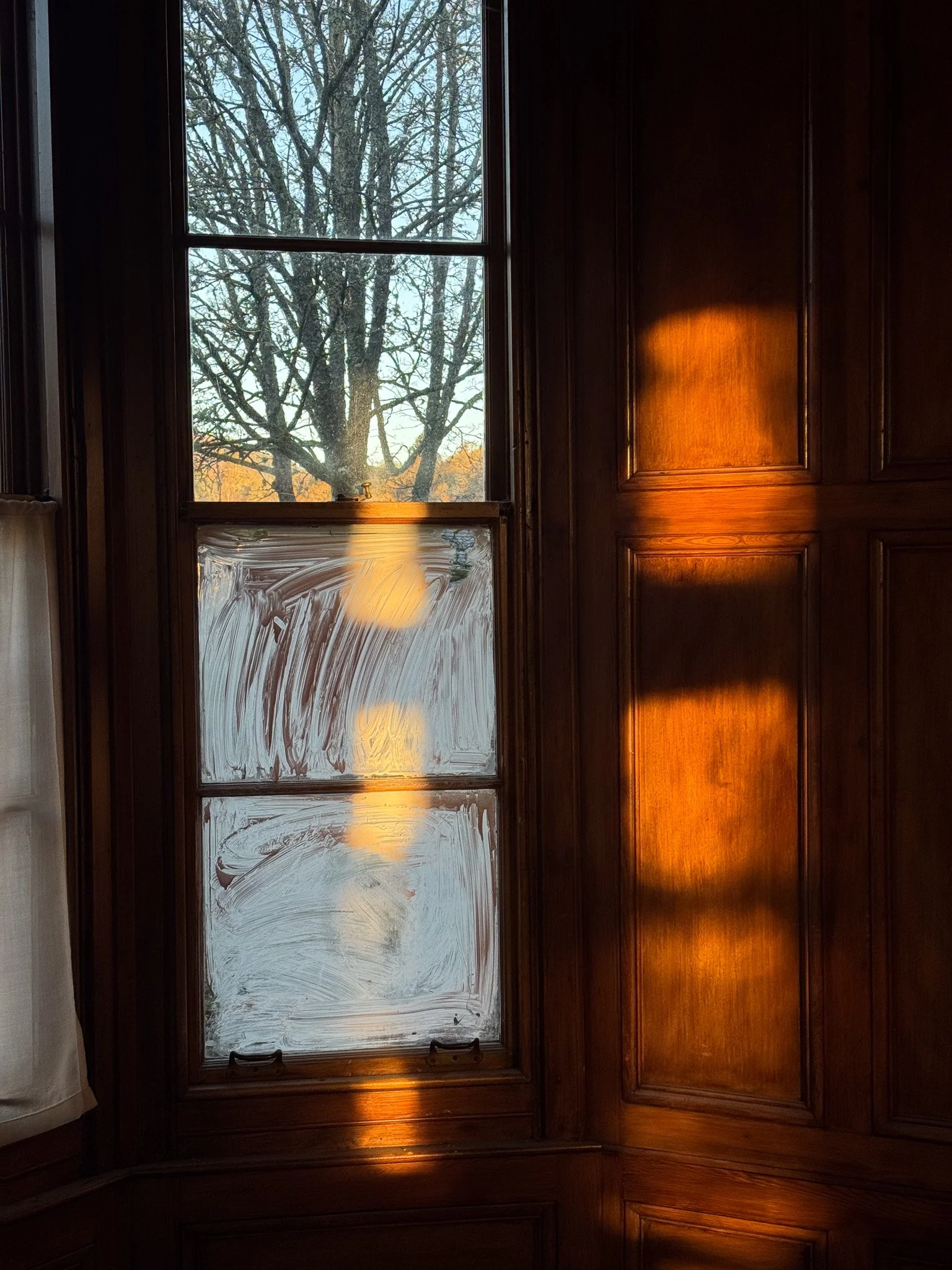 Sunlight shining through a window with a tree outside, and a part of the window has frost or condensation.