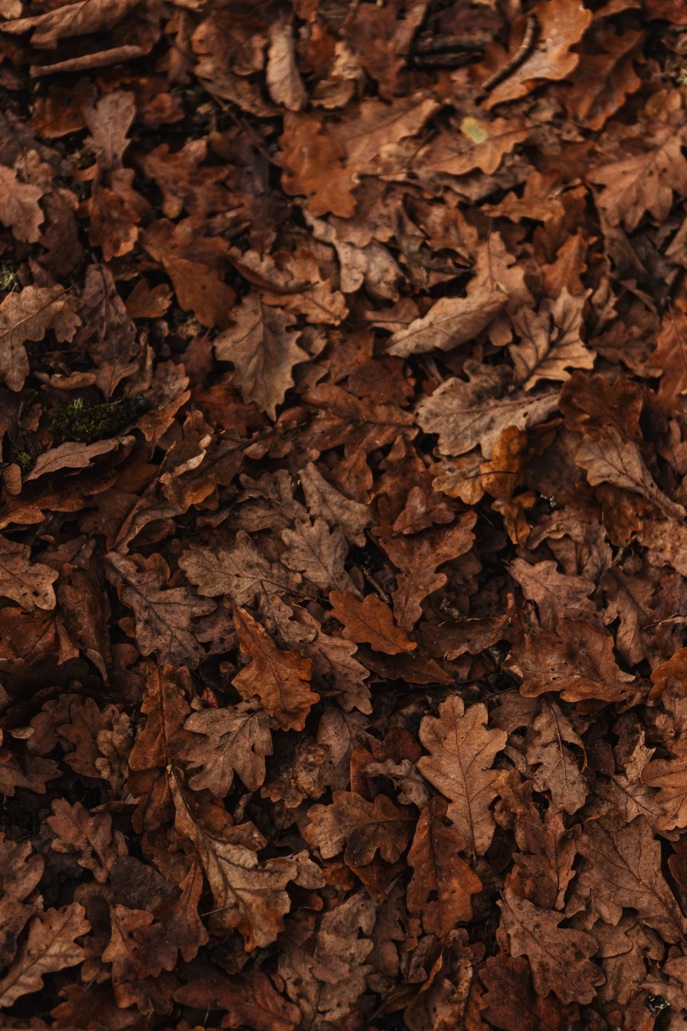 Close-up of brown, fallen oak leaves on the ground.