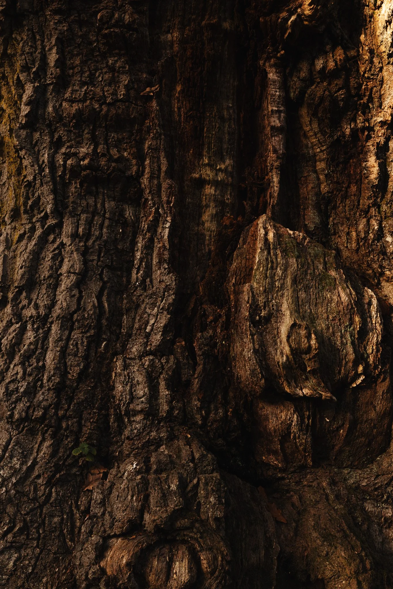 Close-up of tree bark with a rough, textured surface and dark brown coloration.