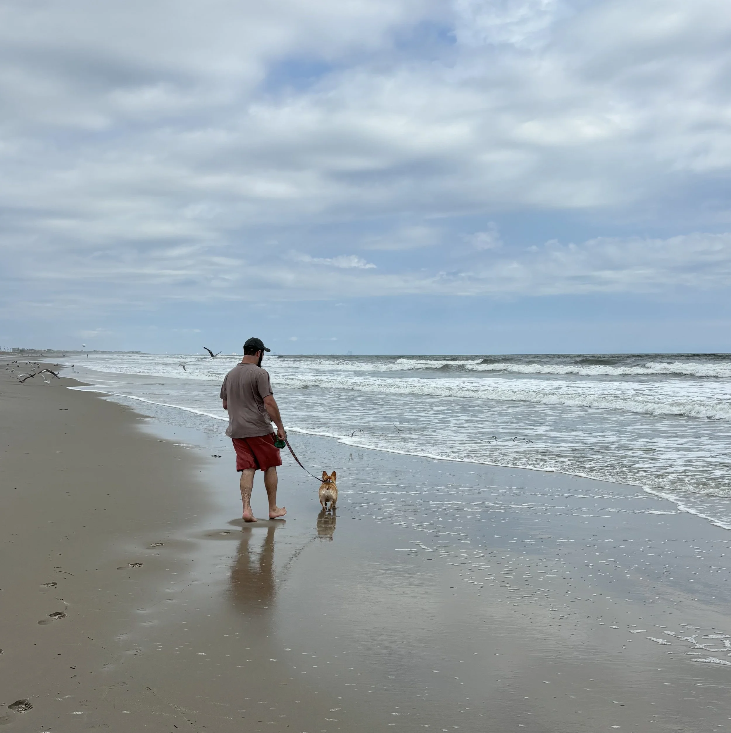 A man walking a french bulldog along a sandy beach with ocean waves and seagulls flying overhead under a cloudy sky.