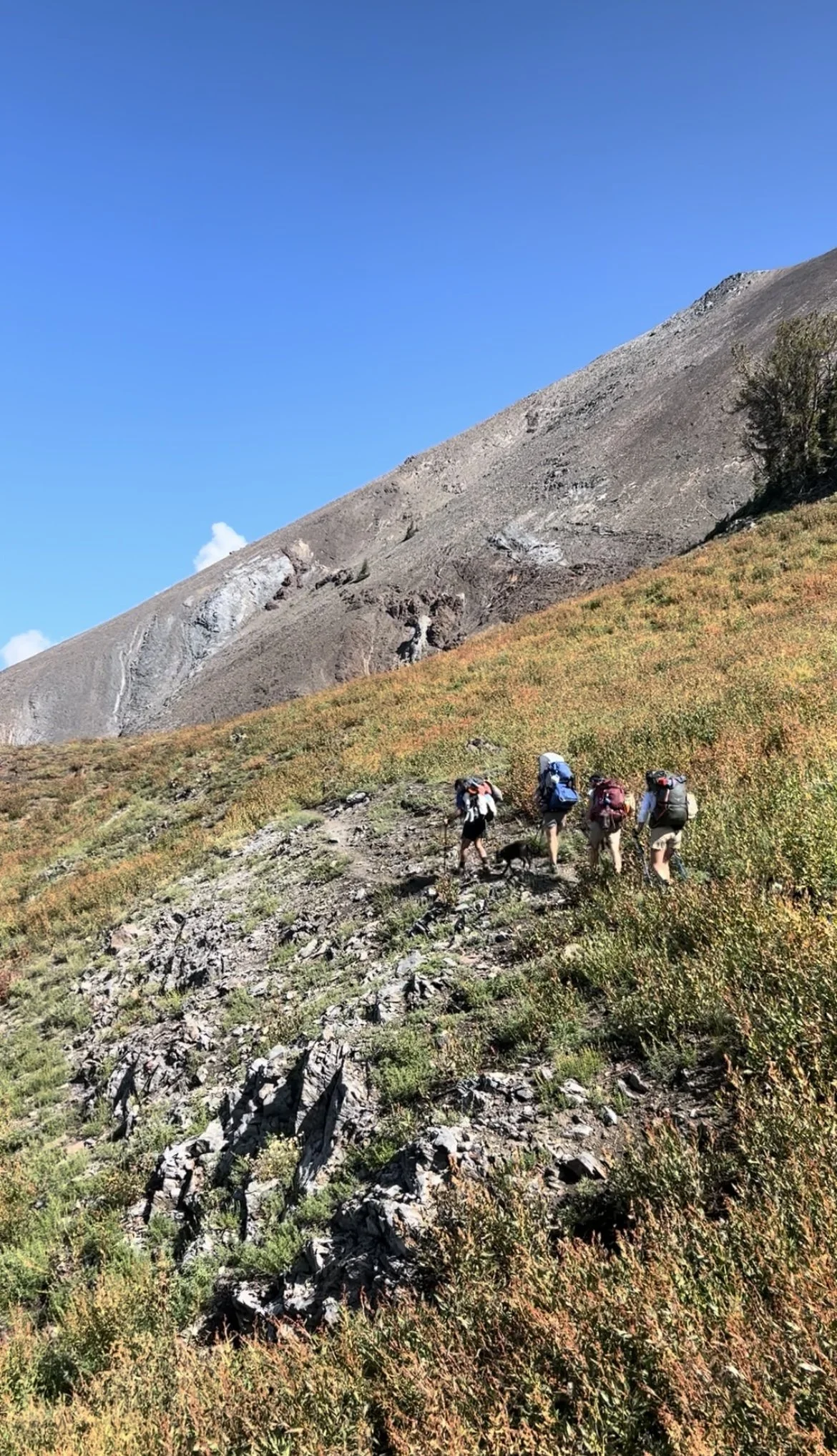 The Landscape We Create in Ourselves and the Dog Who Moves Within It