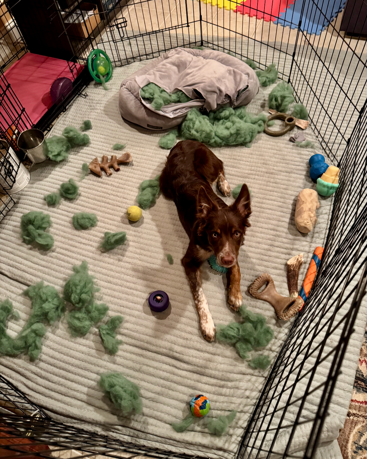 Before You Bring Home a New Dog: What To Know, Prepare, and Expect