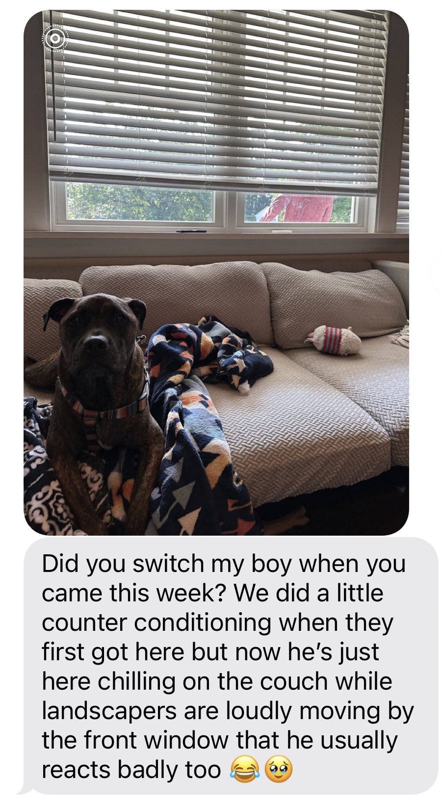 Client expresses the changes she already sees in her dog after one session