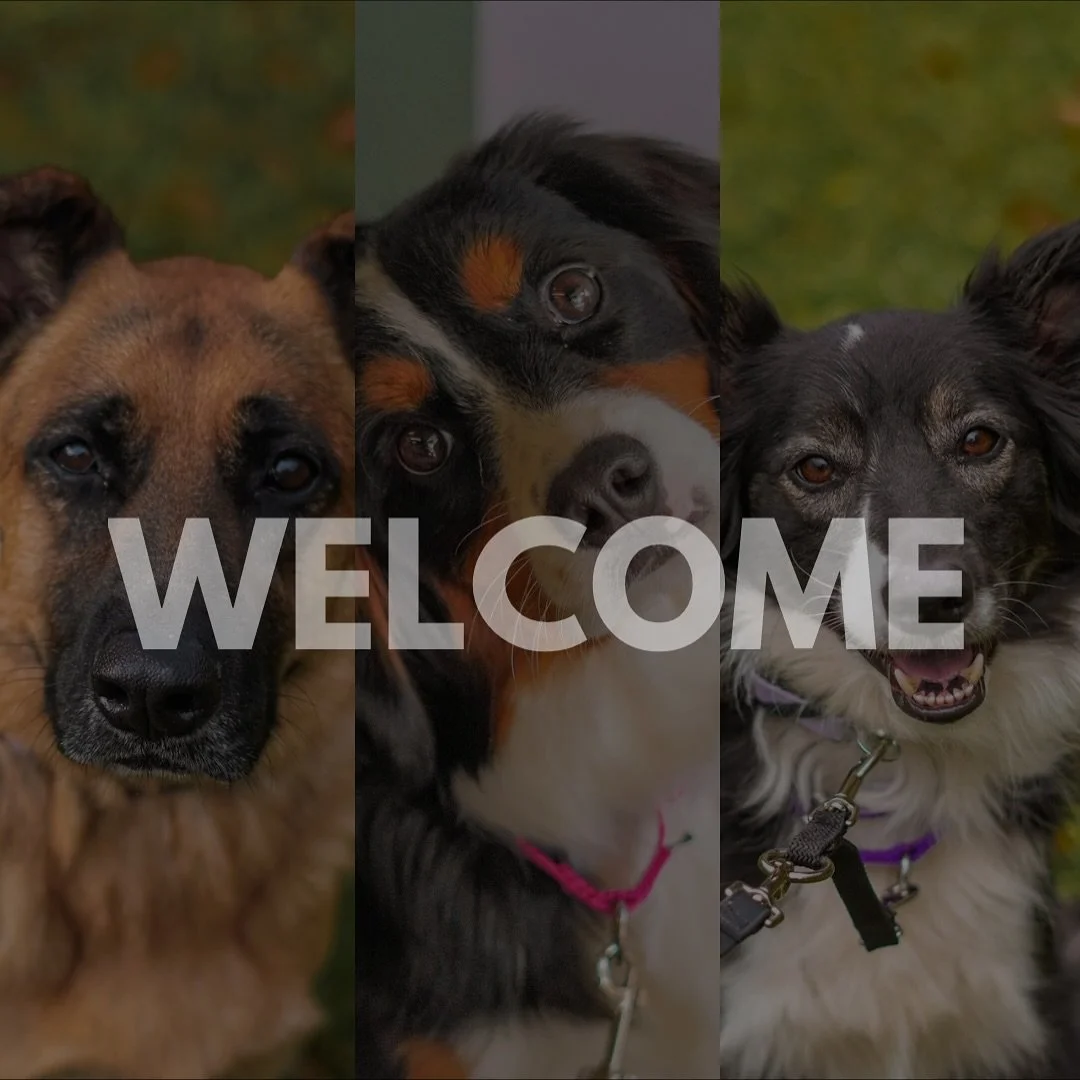 Welcome to our newest group of Board &amp; Trains! 🐶

I finally dug my camera out of its moving box, so what better way to celebrate than with some welcome photos? 🥳

🐾 Kona &ndash; a 5-year-old German Shepherd who&rsquo;s here for 3 weeks to work