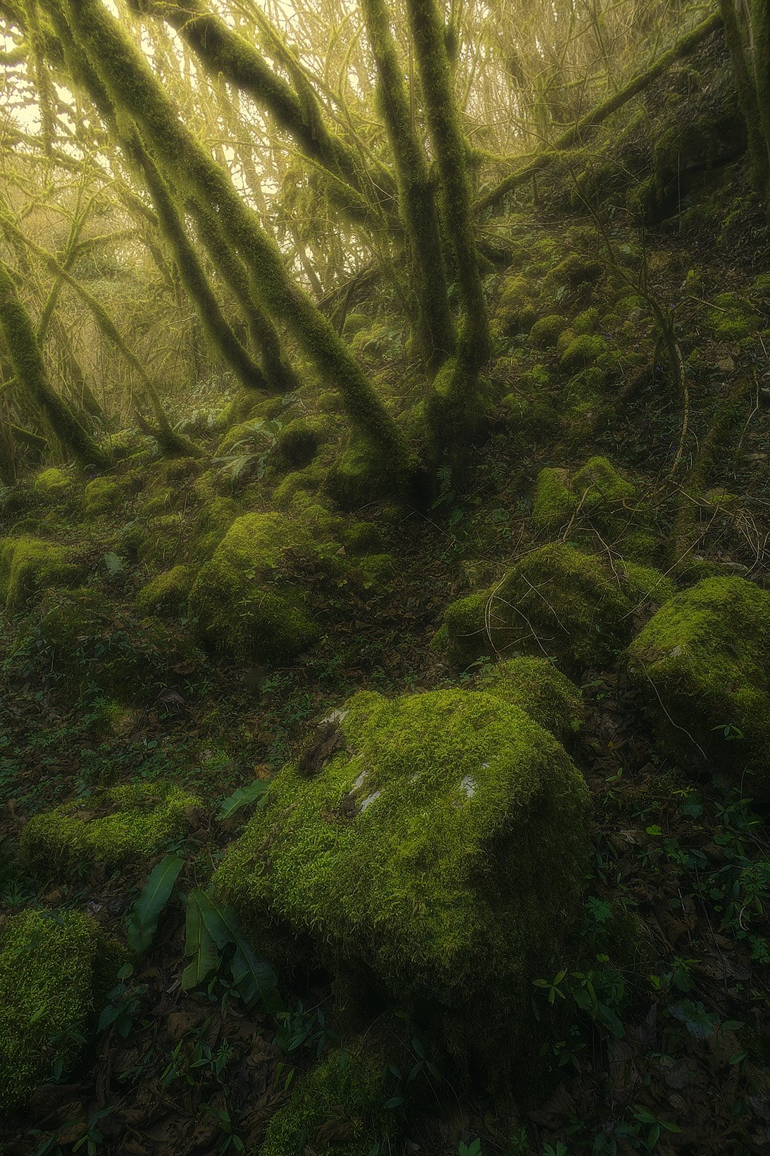 Augusto_Veronesi_Sottobosco_Veja.jpg