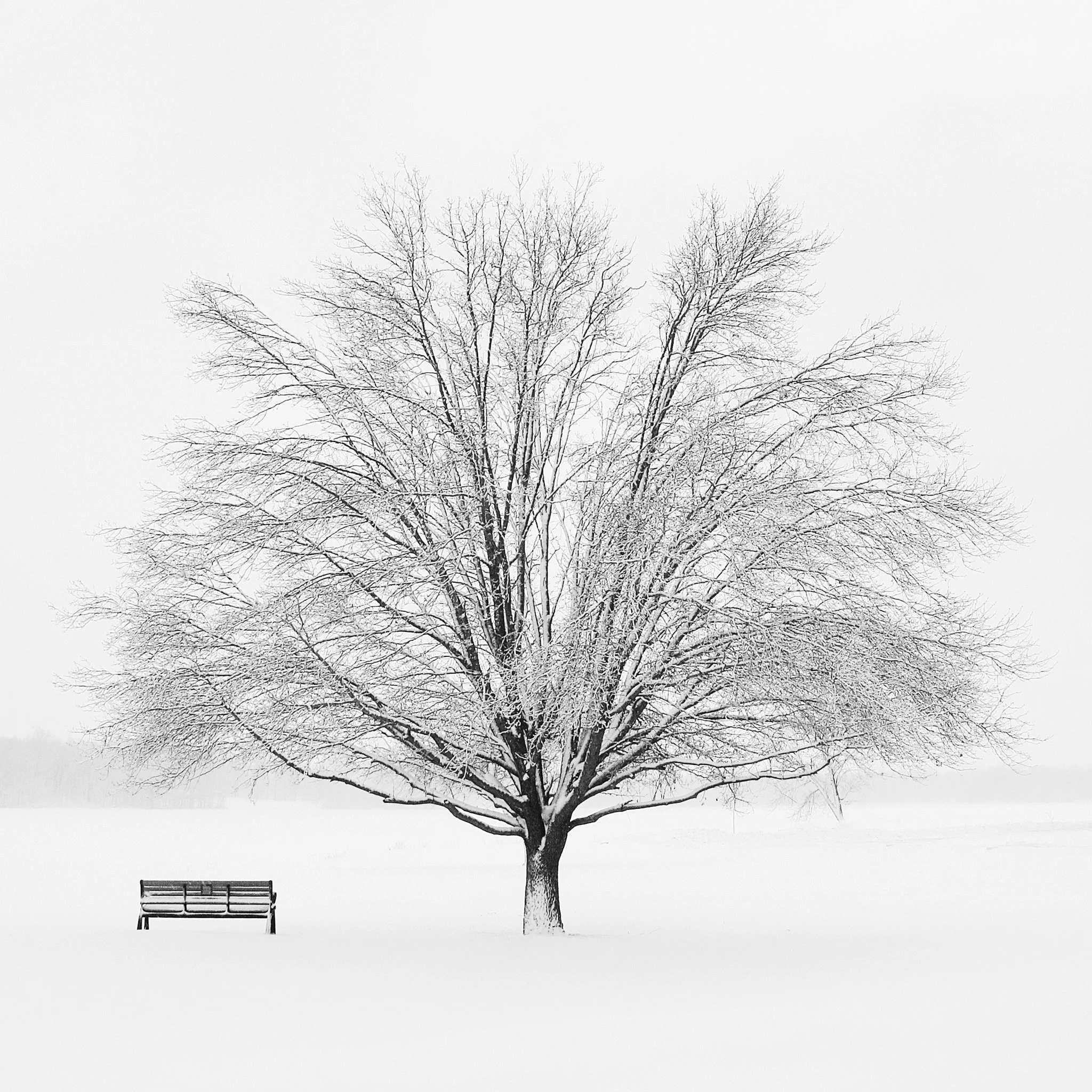 Winter Solitude 24x24 Print