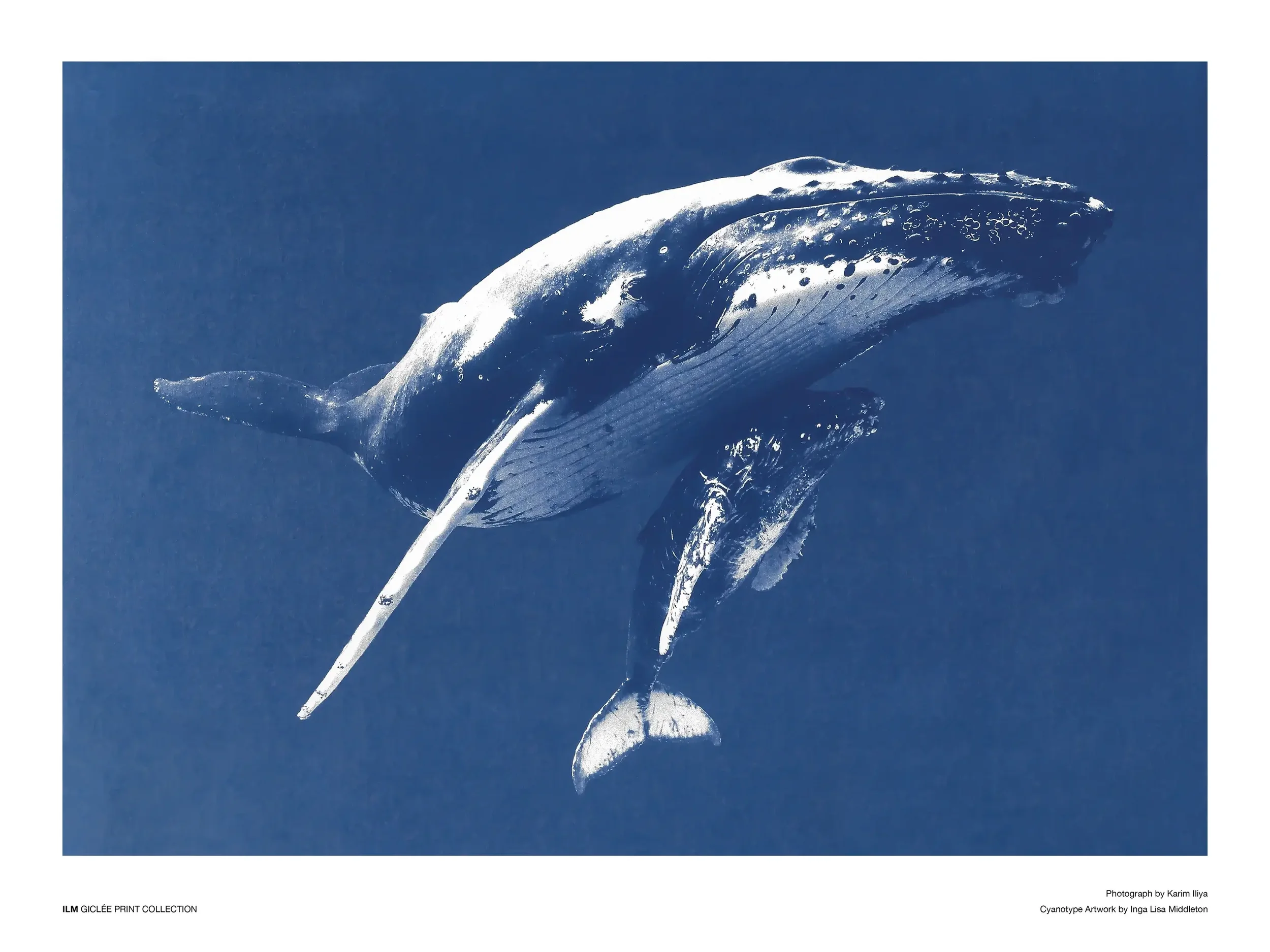 Humpbackfemaleandcalf.jpg.webp