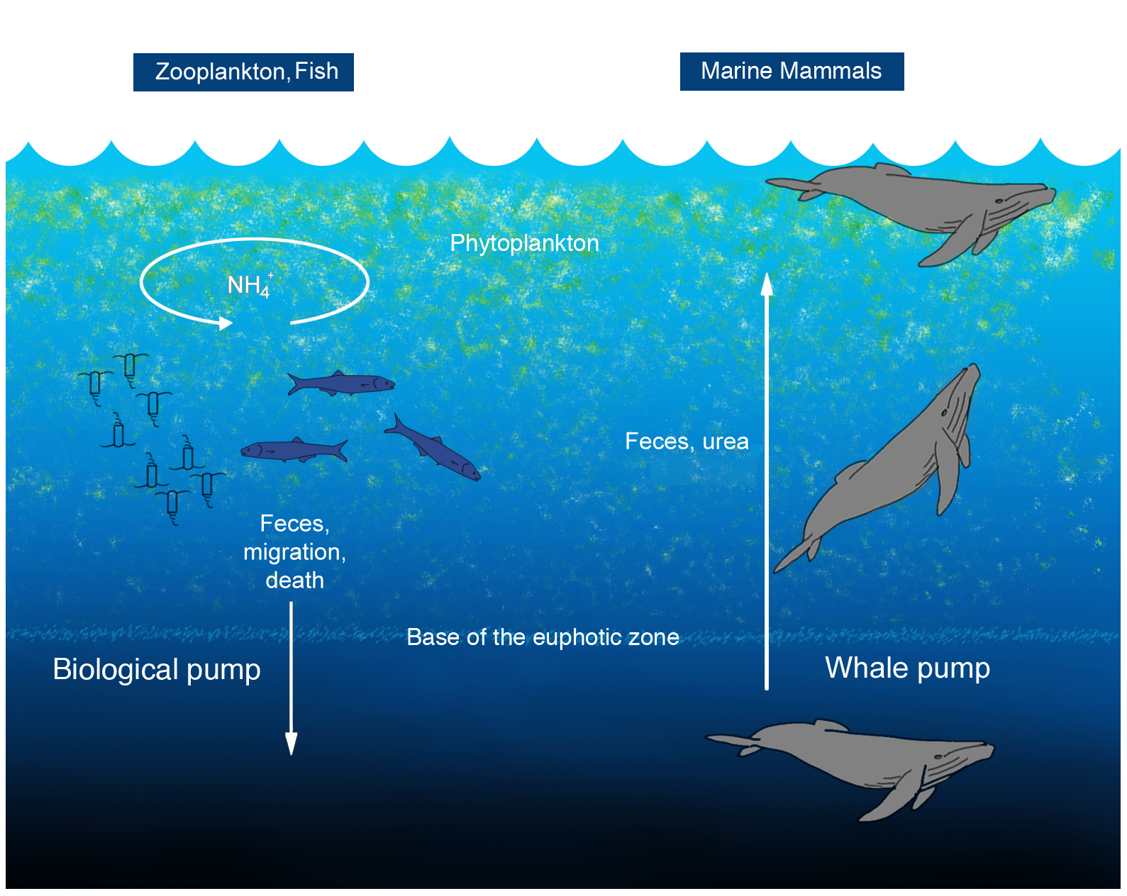 whalepump.png