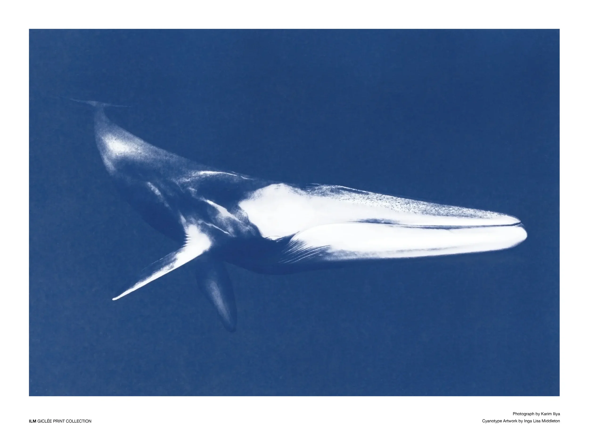 Finwhale.jpg.webp