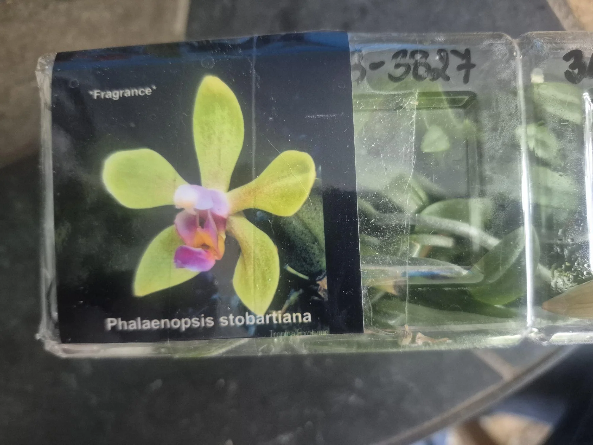 Ph stoba.jpg
