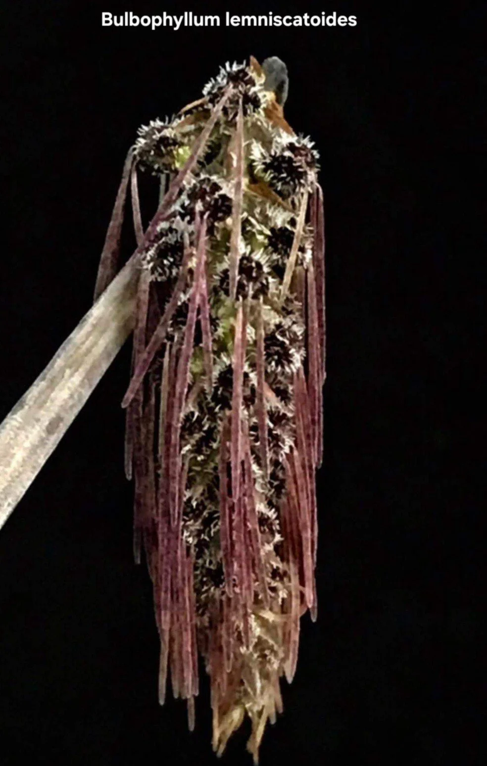 Bulbophyllum lemniscatoides