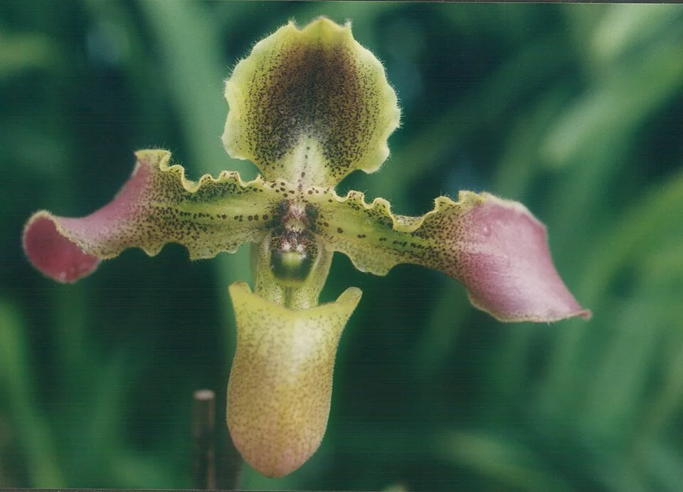 P hirsus7.jpg