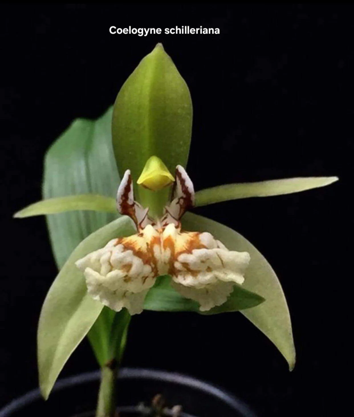 Coelogyne schilleriana